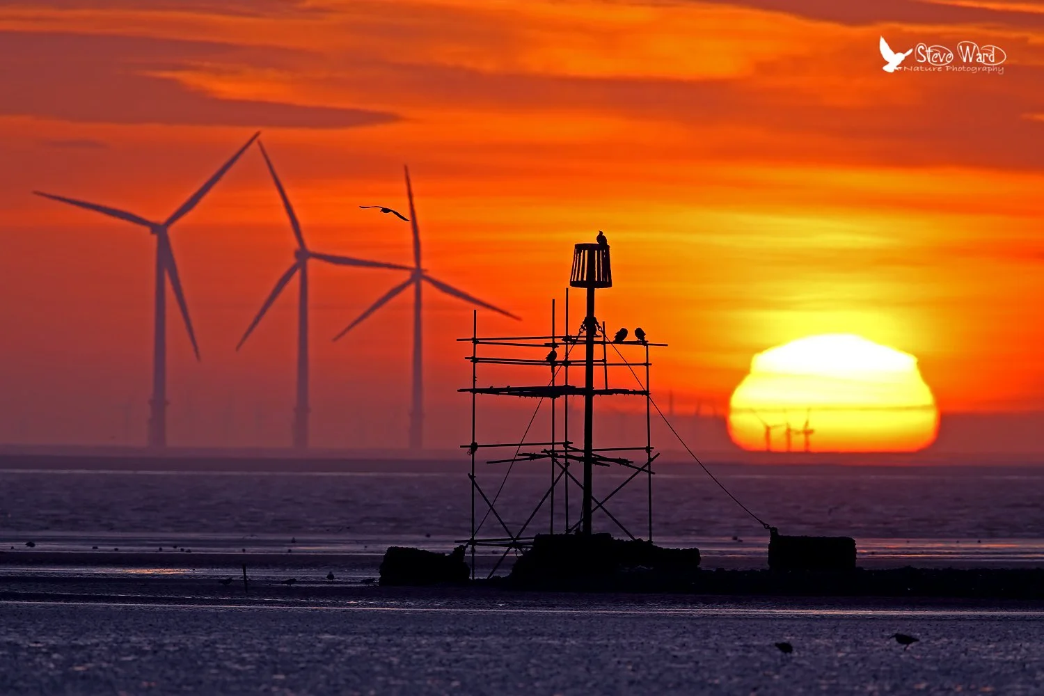 Silhouette of a small structure with birds perched on it, set against a vibrant sunset sky with large setting sun, wind turbines in the distance, and a bird flying near the horizon.