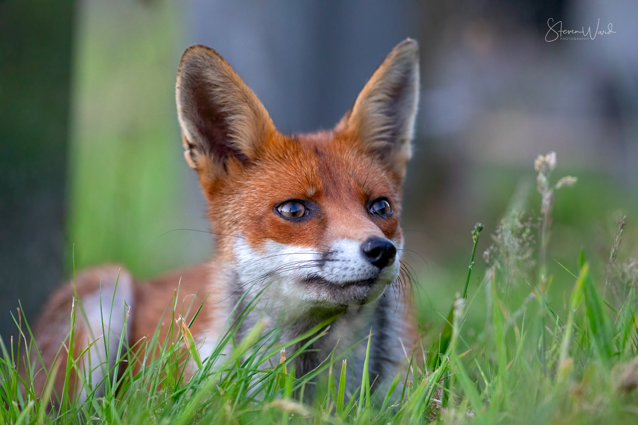 Close-up of a fox lying in green grass with a blurred background.