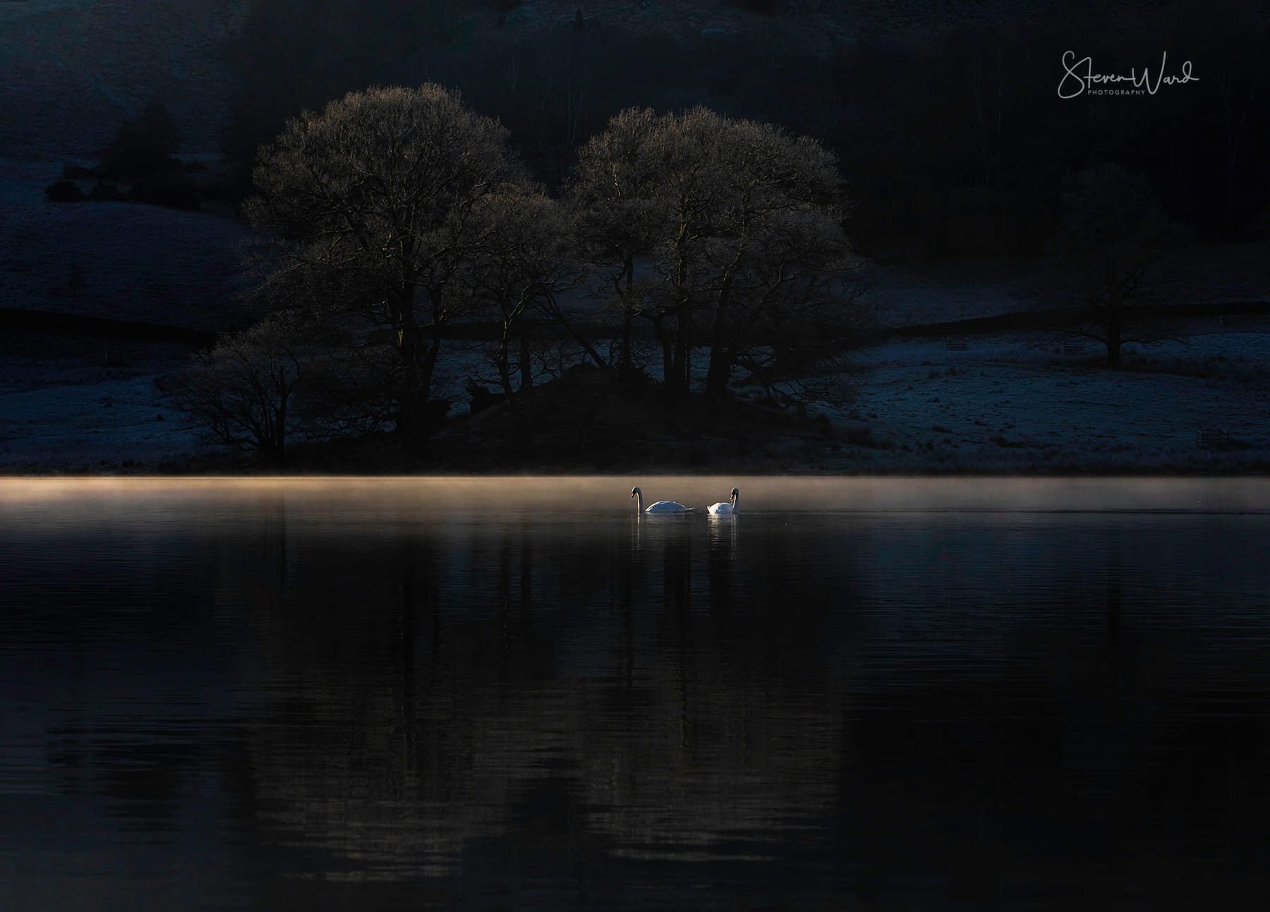 Two swans swimming on a calm lake at dusk with a hill and leafless trees in the background.