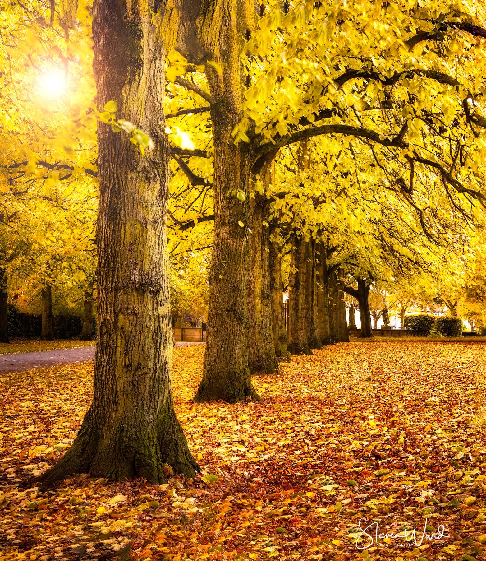 A row of large trees with yellow leaves, sunlight with lens flare, fallen leaves covering the ground in an autumn setting.
