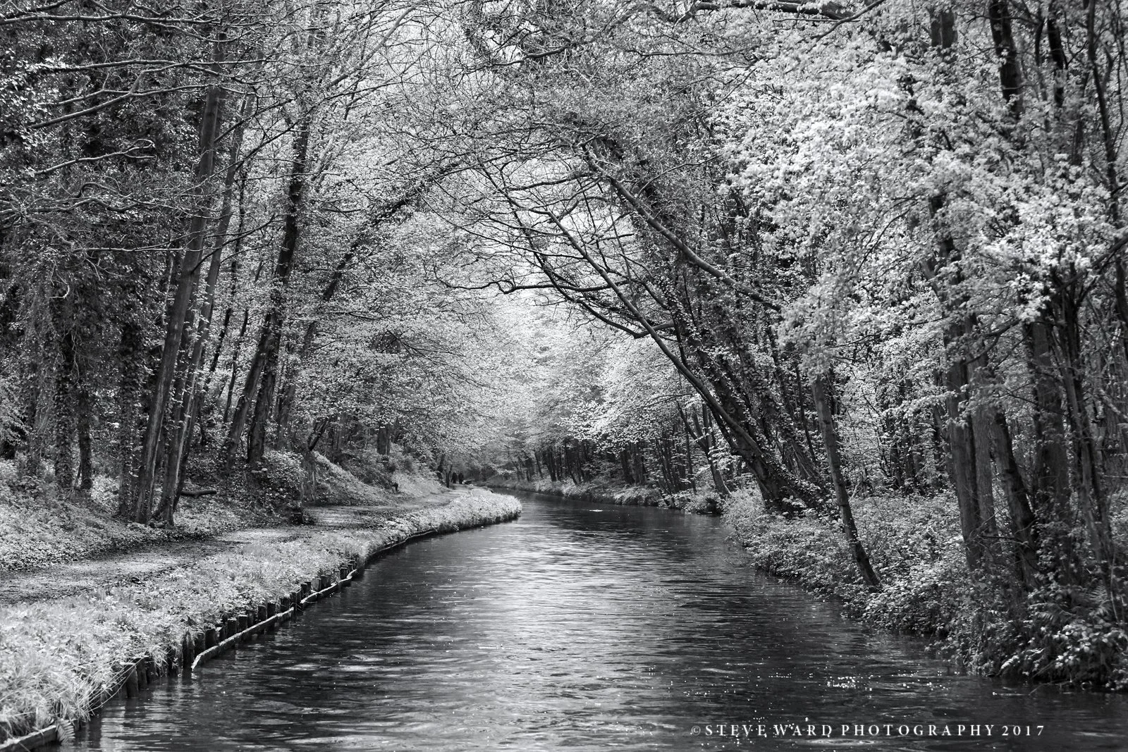 A black and white photo of a winding river through a snow-covered forest with trees arching over the water.