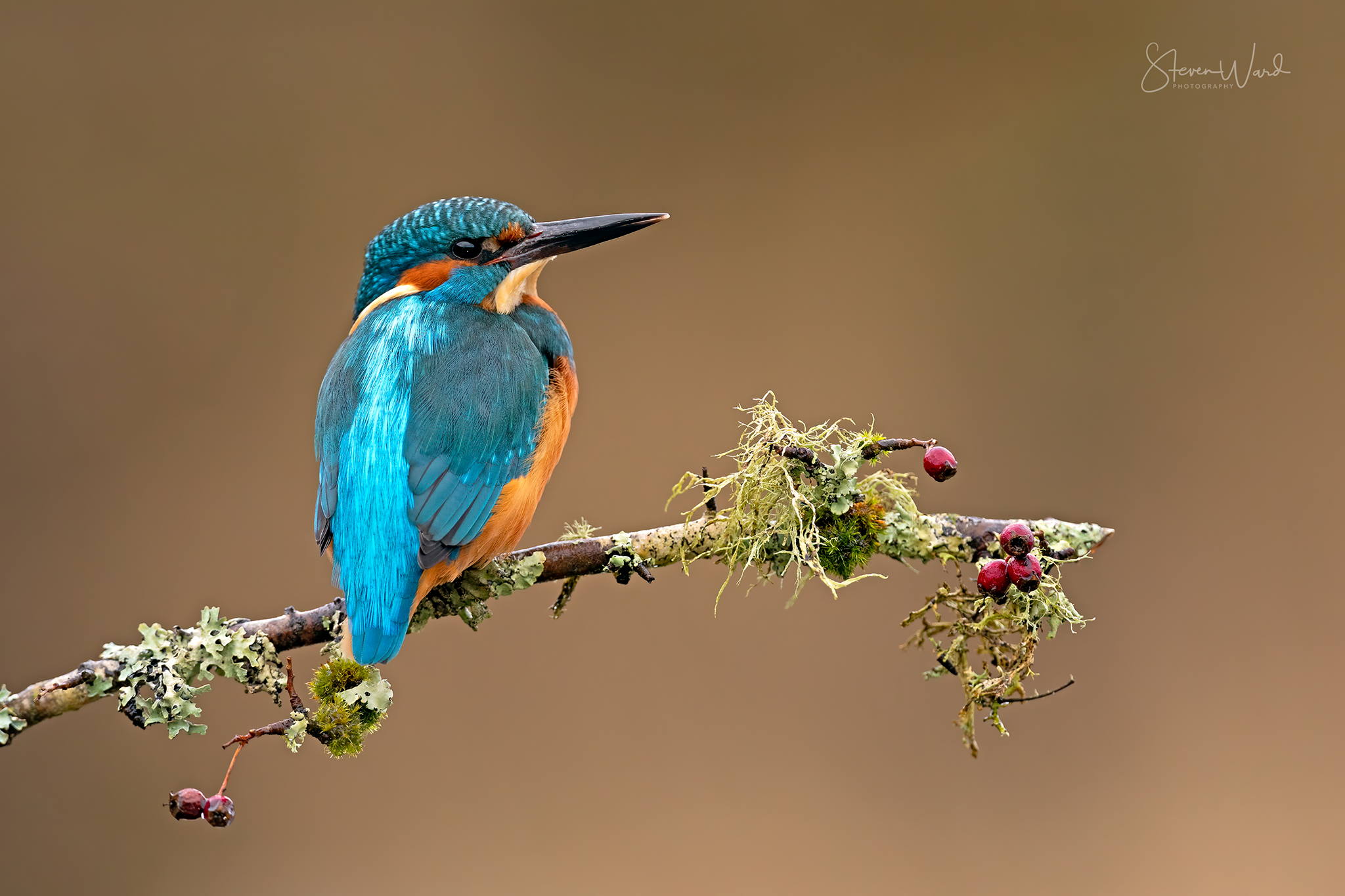 A colorful kingfisher bird perched on a branch with berries and moss, against a blurred background.