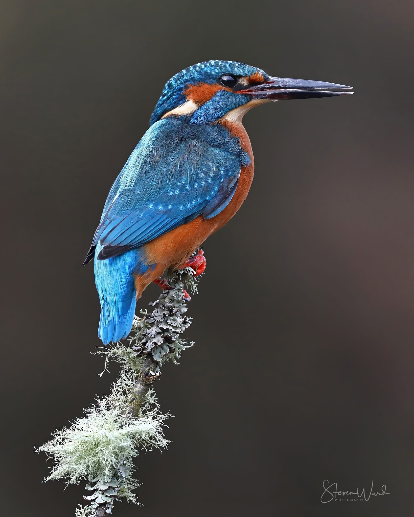 Colorful kingfisher perched on a lichen-covered branch against a plain background.