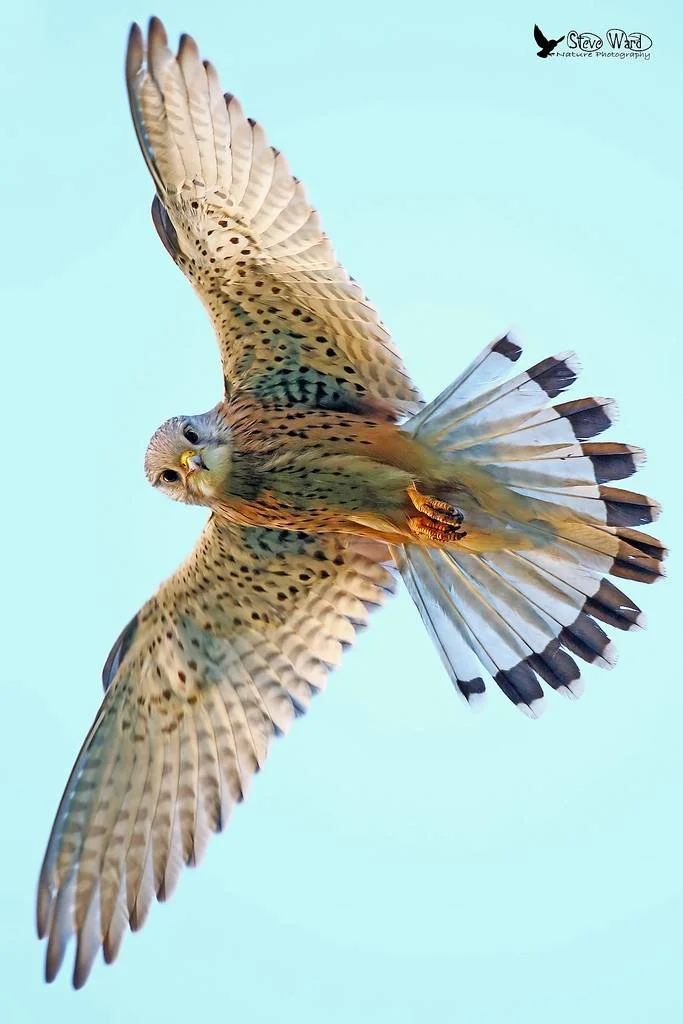 A bird of prey soaring in the sky with its wings fully extended, showing detailed feathers and a sharp gaze.