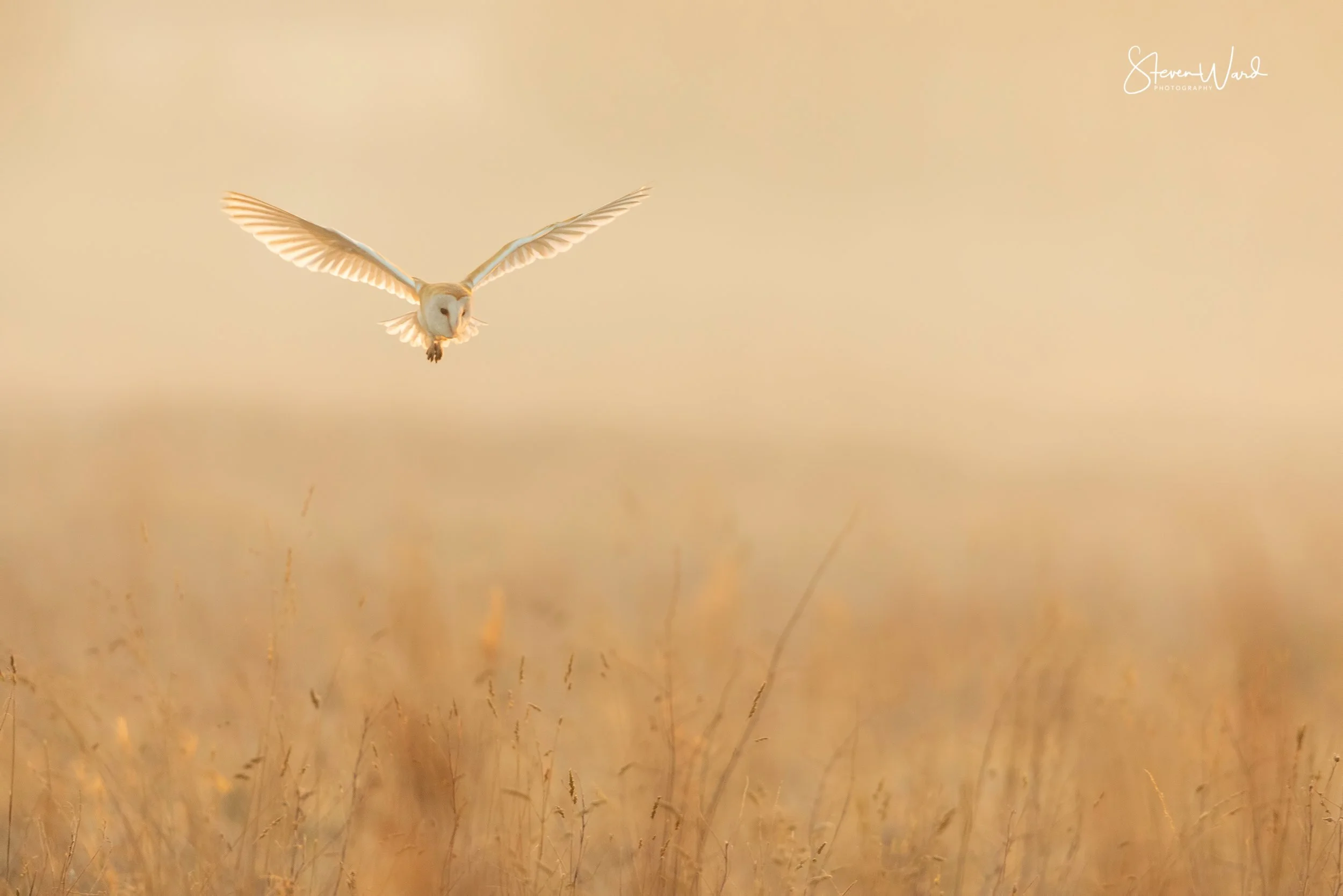 An owl flying over dried grass at sunset