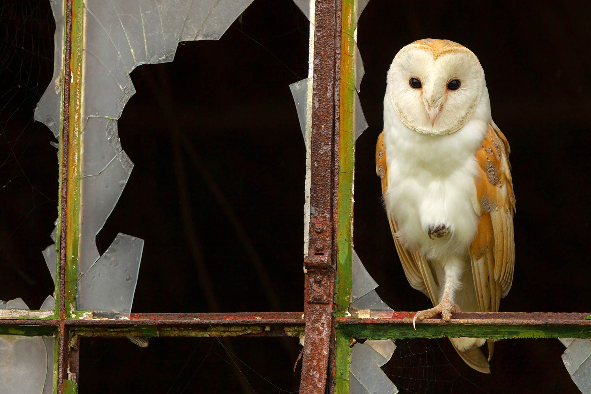 An owl with a heart-shaped face perched inside a rusty, broken window frame with shattered glass.