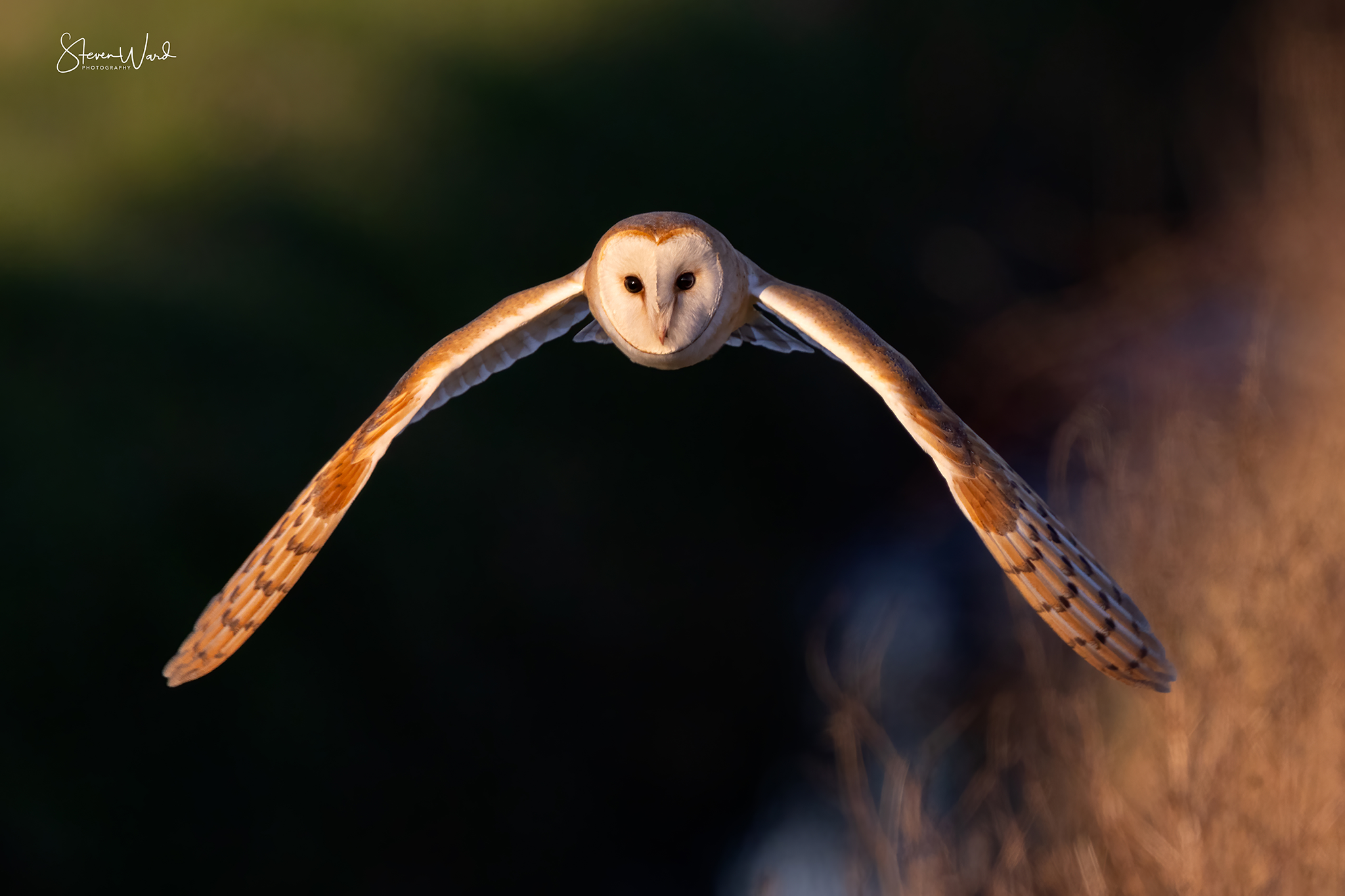 An owl in flight with wings outstretched, flying toward the camera in a natural outdoor setting.