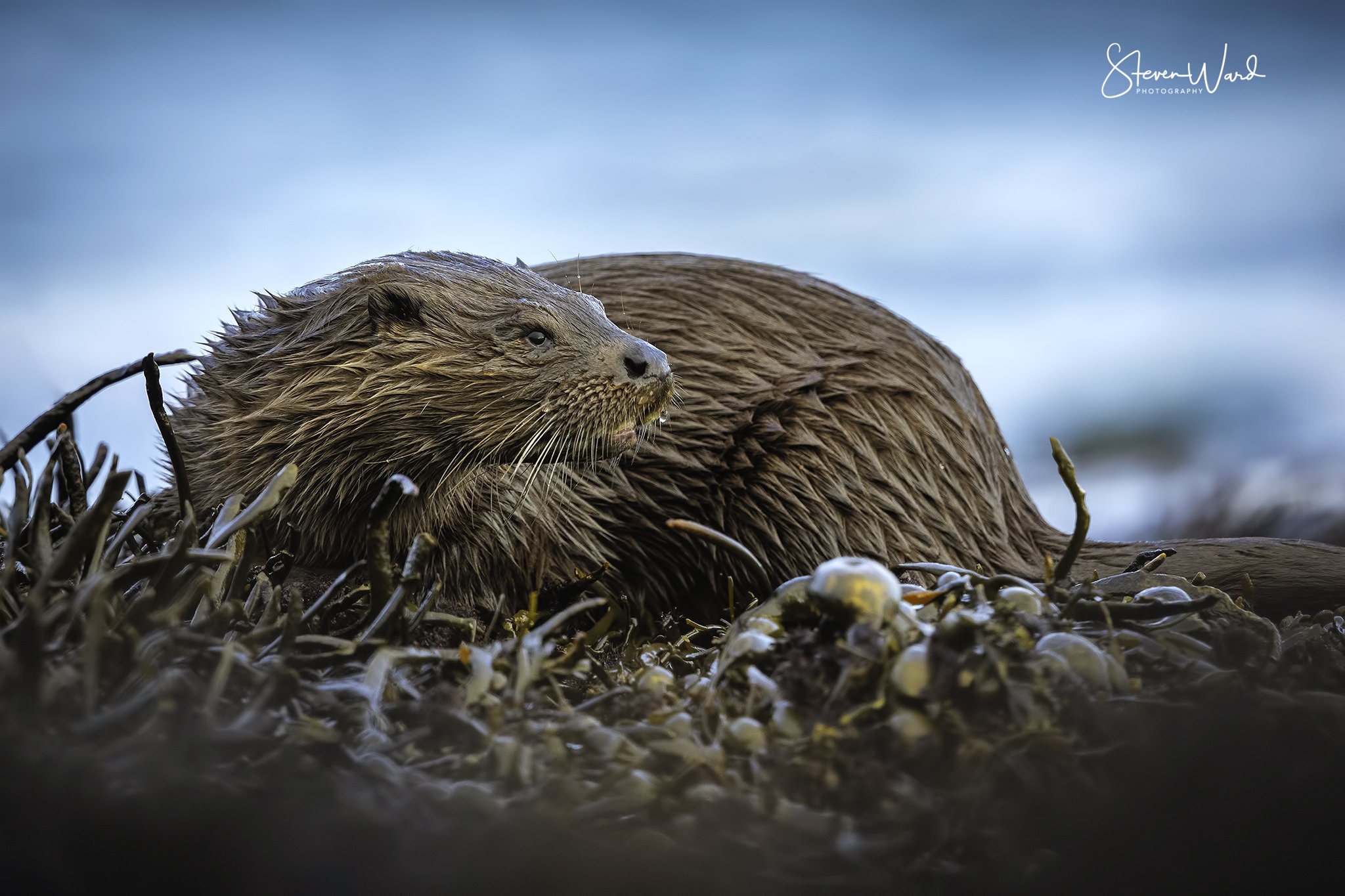 Close-up of a sea otter resting on a bed of seaweed, with water in the background.