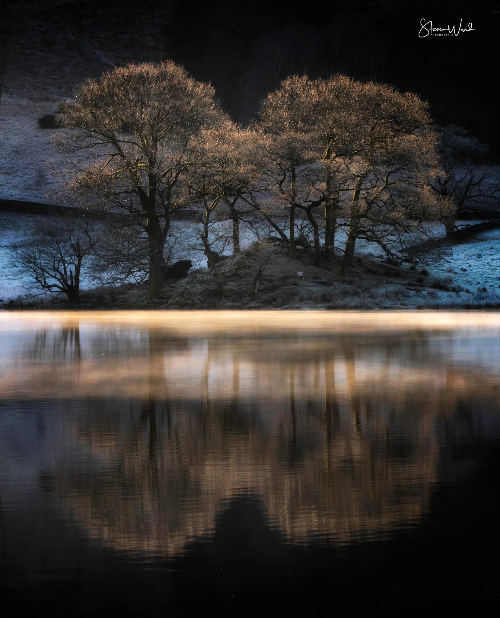 Nighttime view of trees on a small hill reflected in calm water with dark surroundings and subtle lighting highlights.