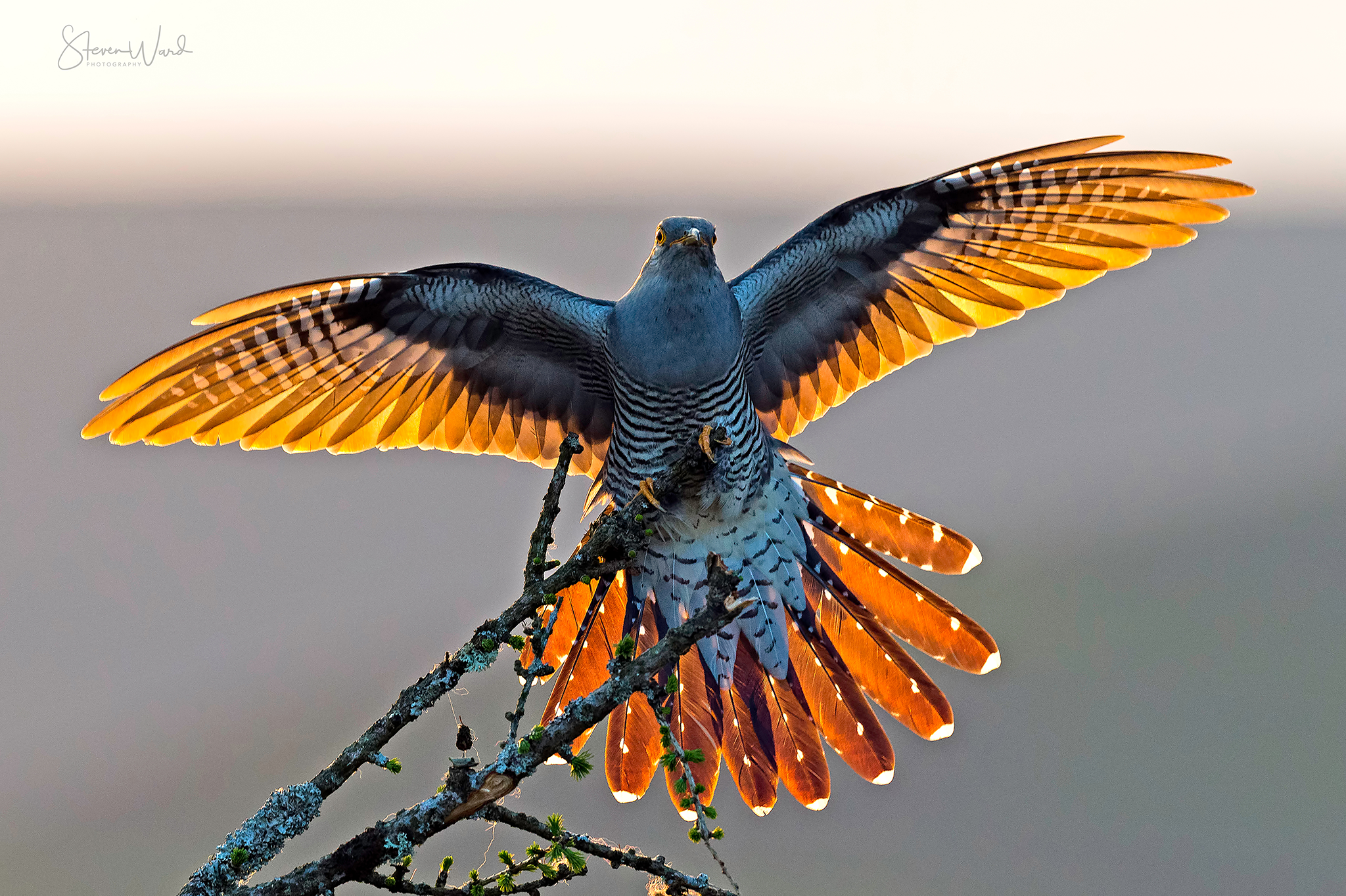 A bird with outstretched wings perched on a tree branch at sunset, illuminated by warm sunlight.