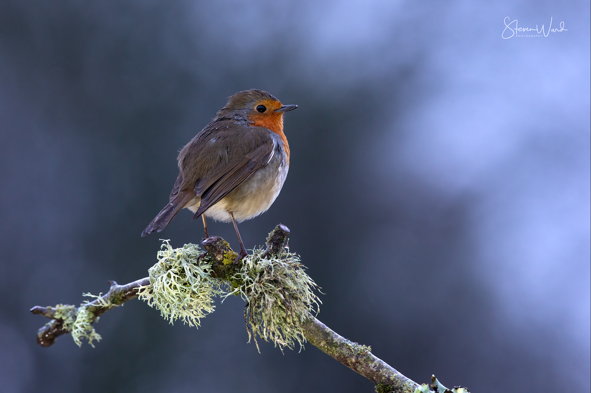 A small bird with brown and orange feathers perched on a mossy branch against a blurred blue-gray background.