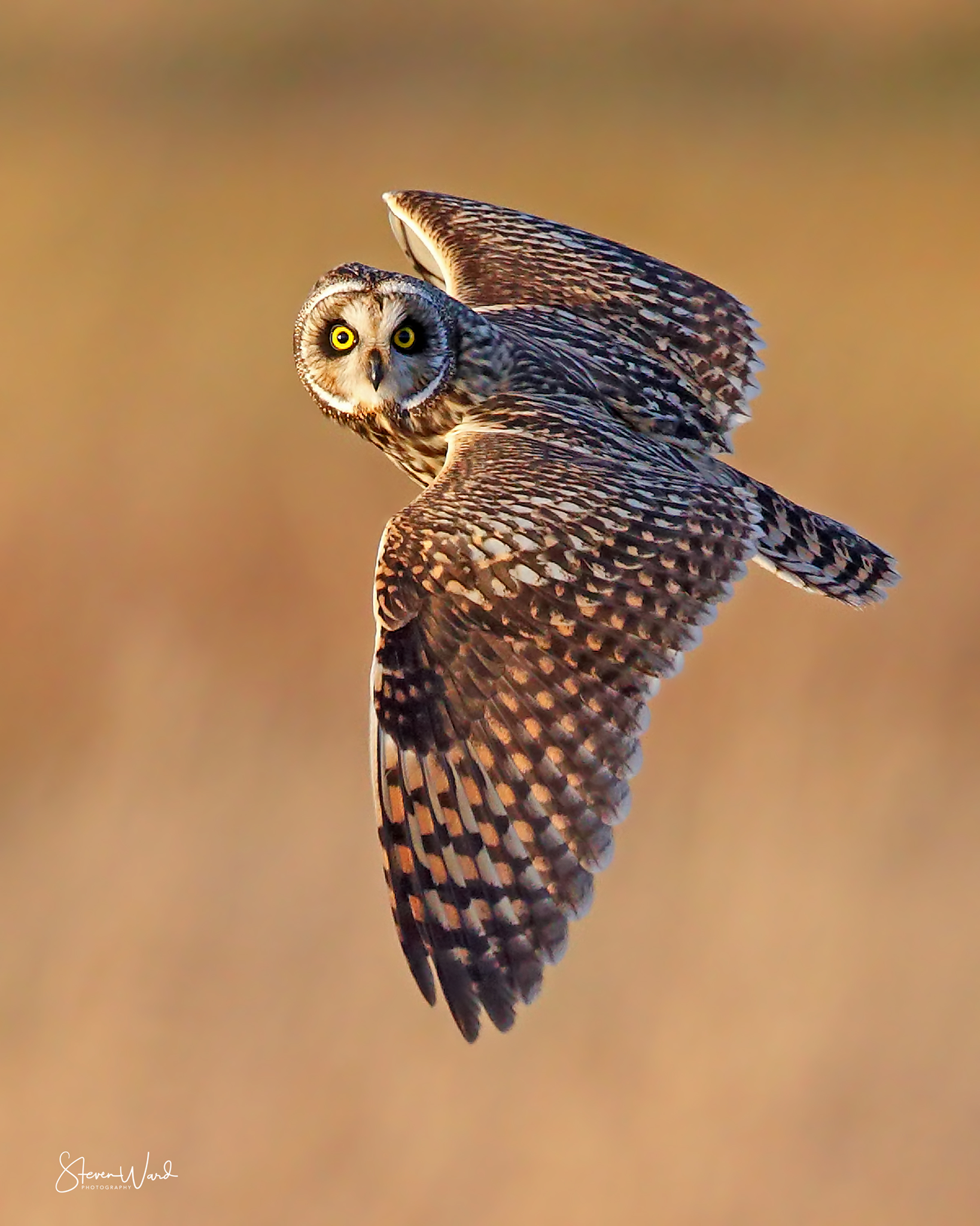A great horned owl in flight with yellow eyes and detailed brown and white feathers, set against a blurred golden background.