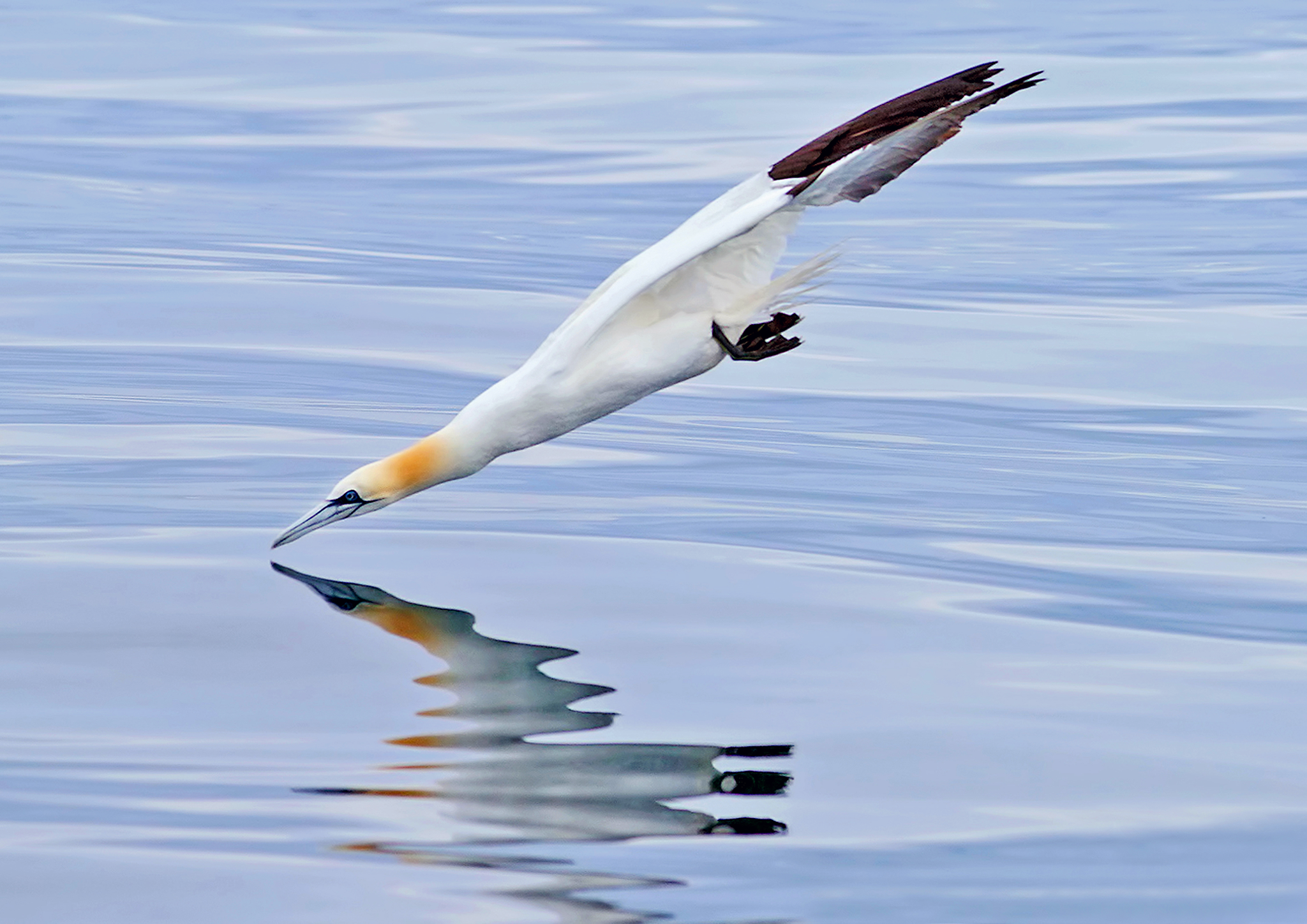 A white bird with a yellow head and black-tipped wings is diving underwater, creating ripples on the water surface.