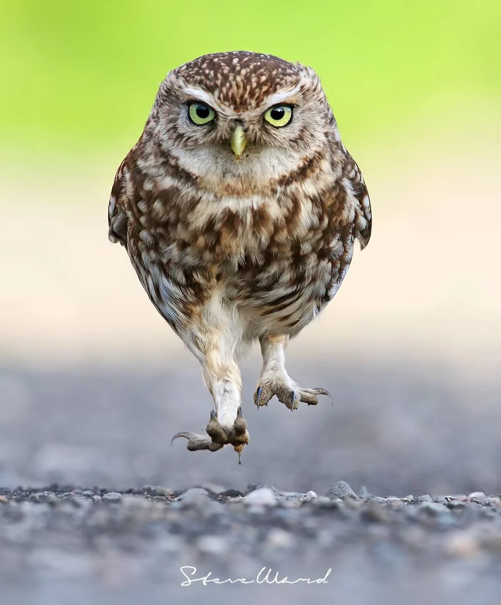 An owl with green eyes flying low over a gravel surface.
