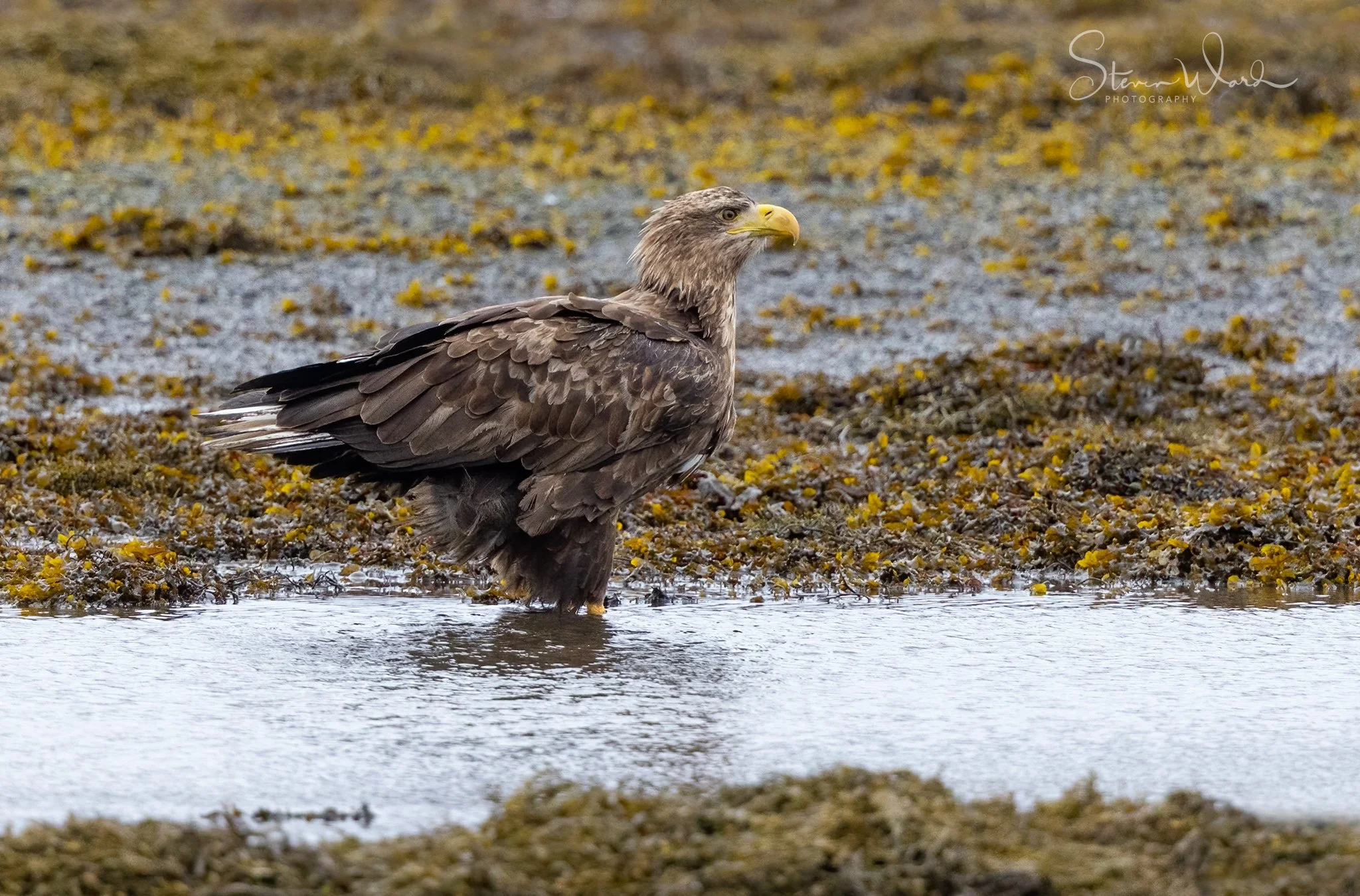 A large brown eagle standing in shallow water near a mossy shoreline