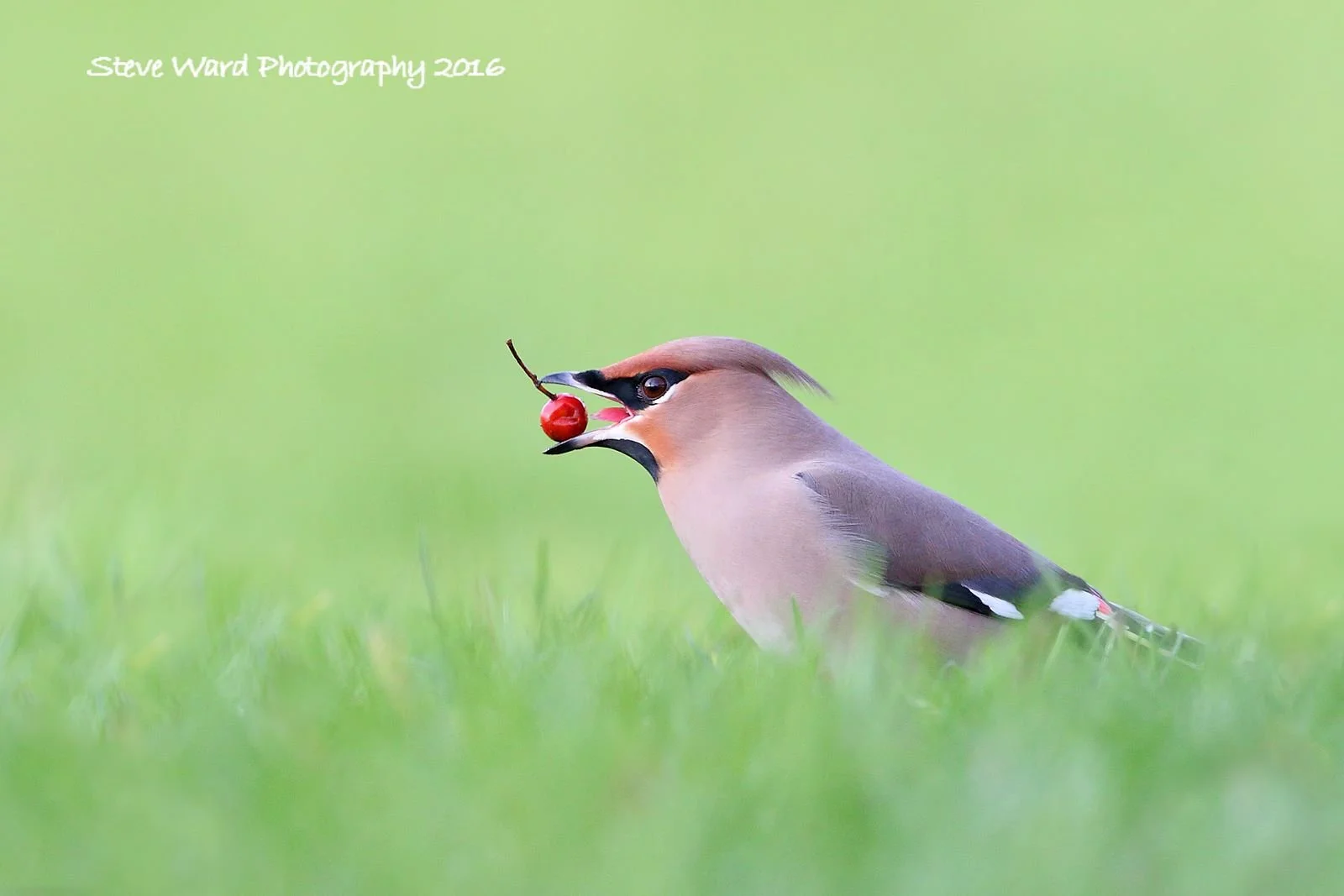 A bird with a cherry in its beak sitting on the grass.