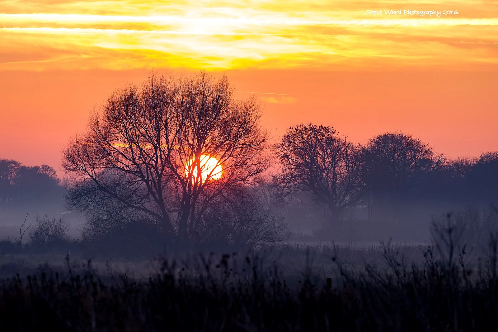 A silhouette of leafless trees at sunrise or sunset with the sun partly hidden behind the branches, casting an orange and pink glow across the sky.