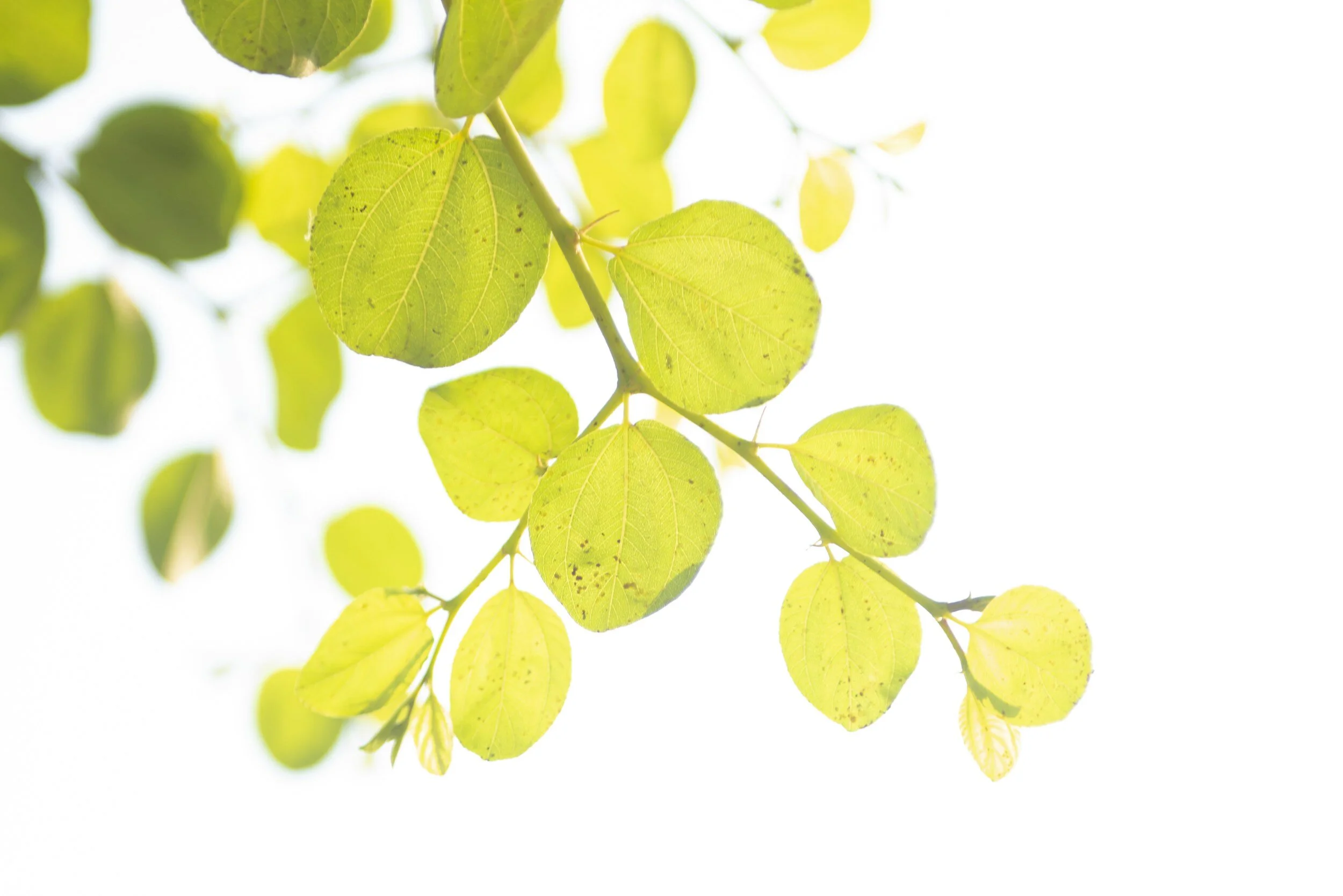 Identifying Buckthorn (Rhamnus cathartica)