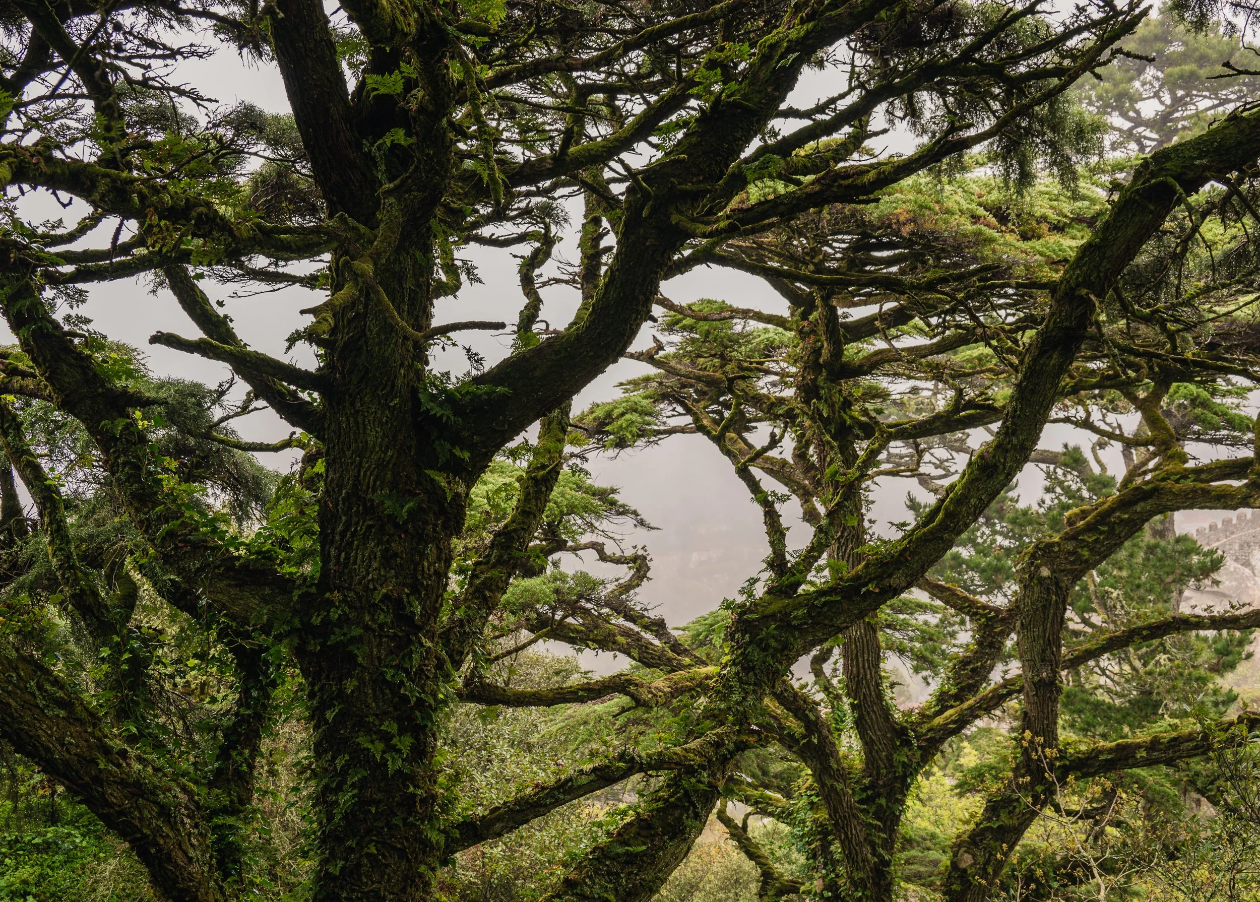 Trees at Sintra park