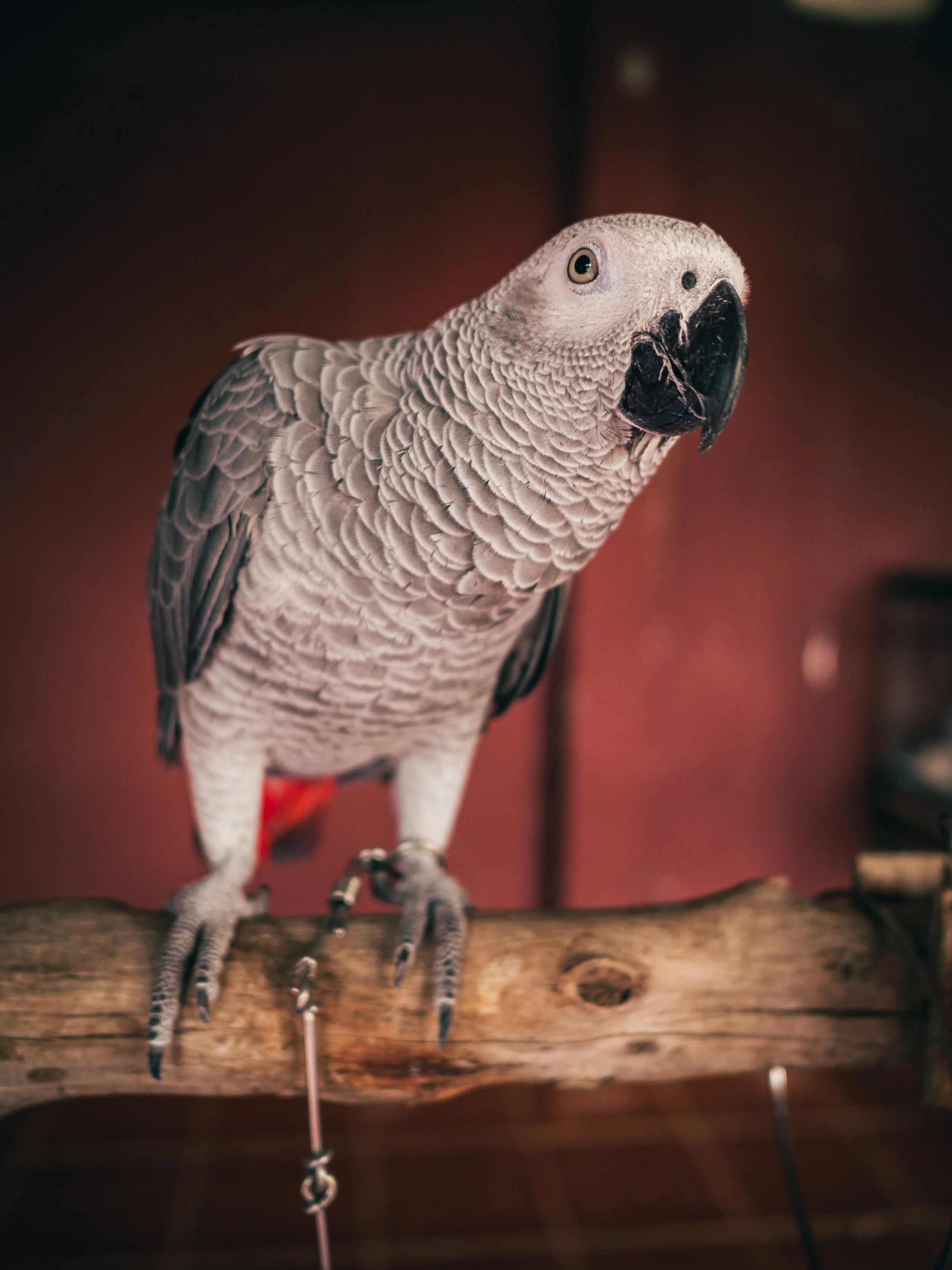 Paradise Park​ Farm