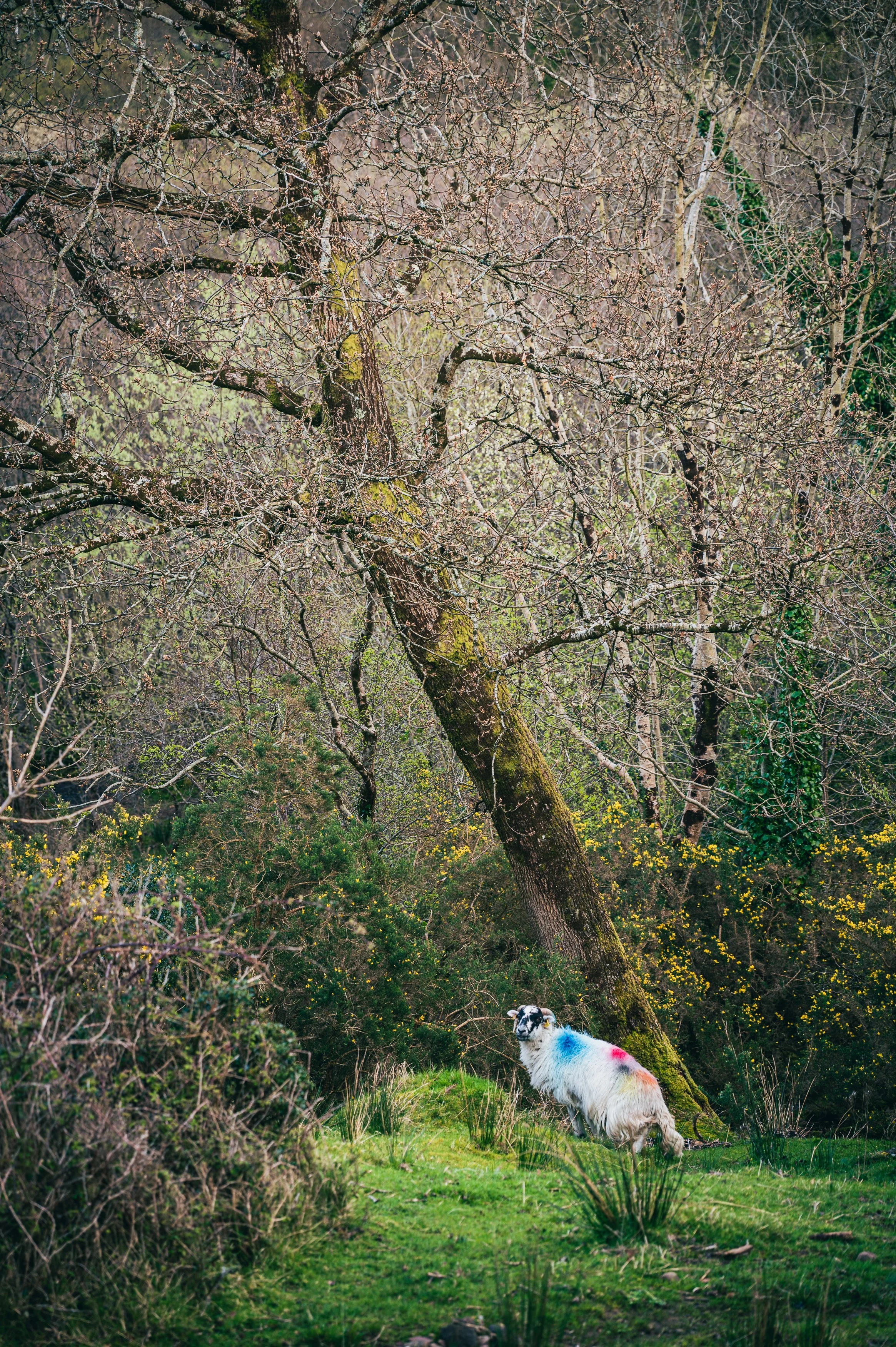 Gap of Dunloe