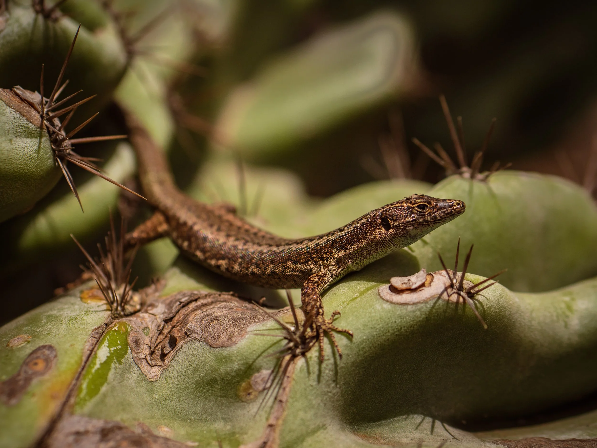 Lizard at botanical garden