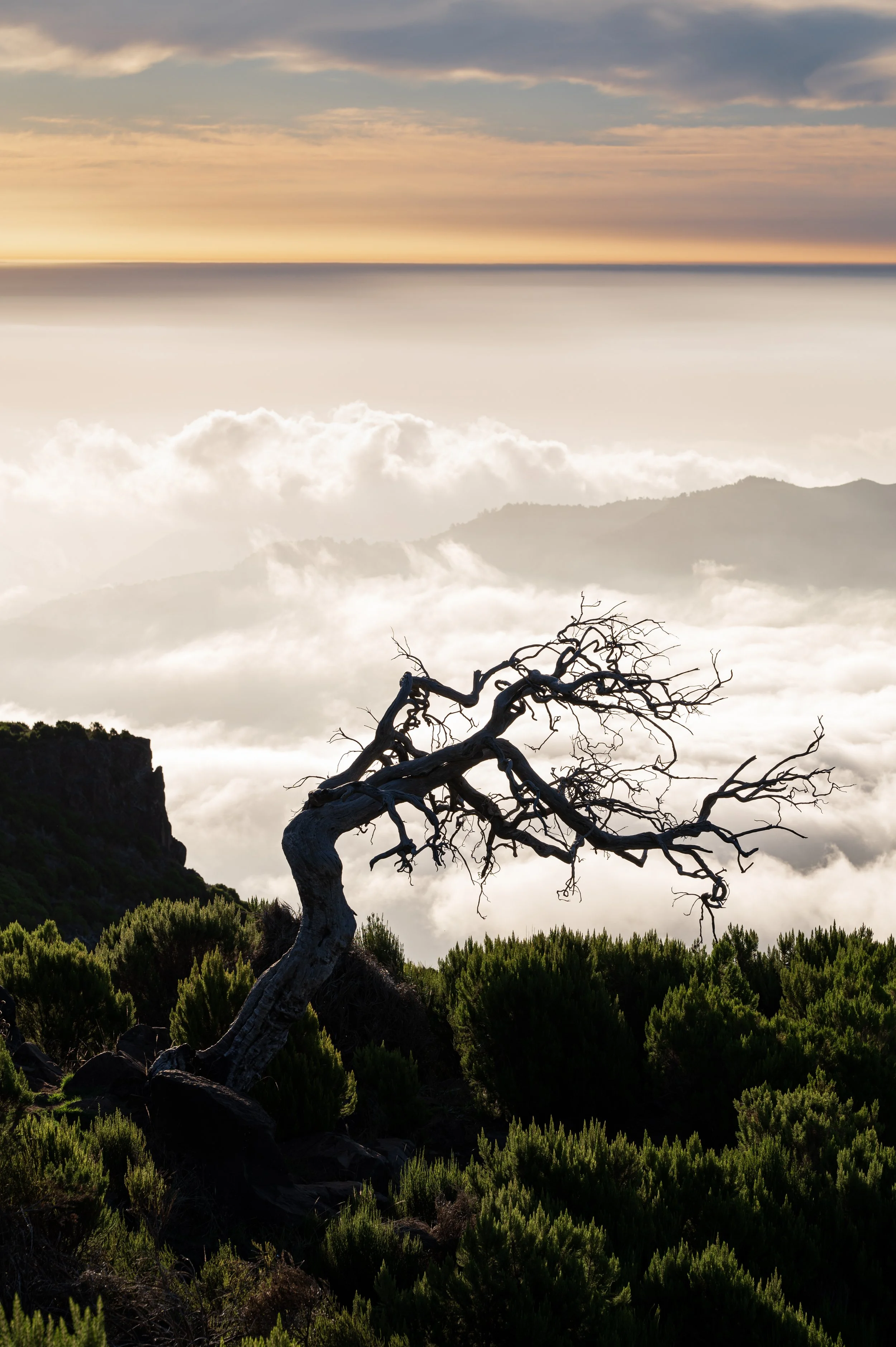 Lone tree on road to Pico Ruivo