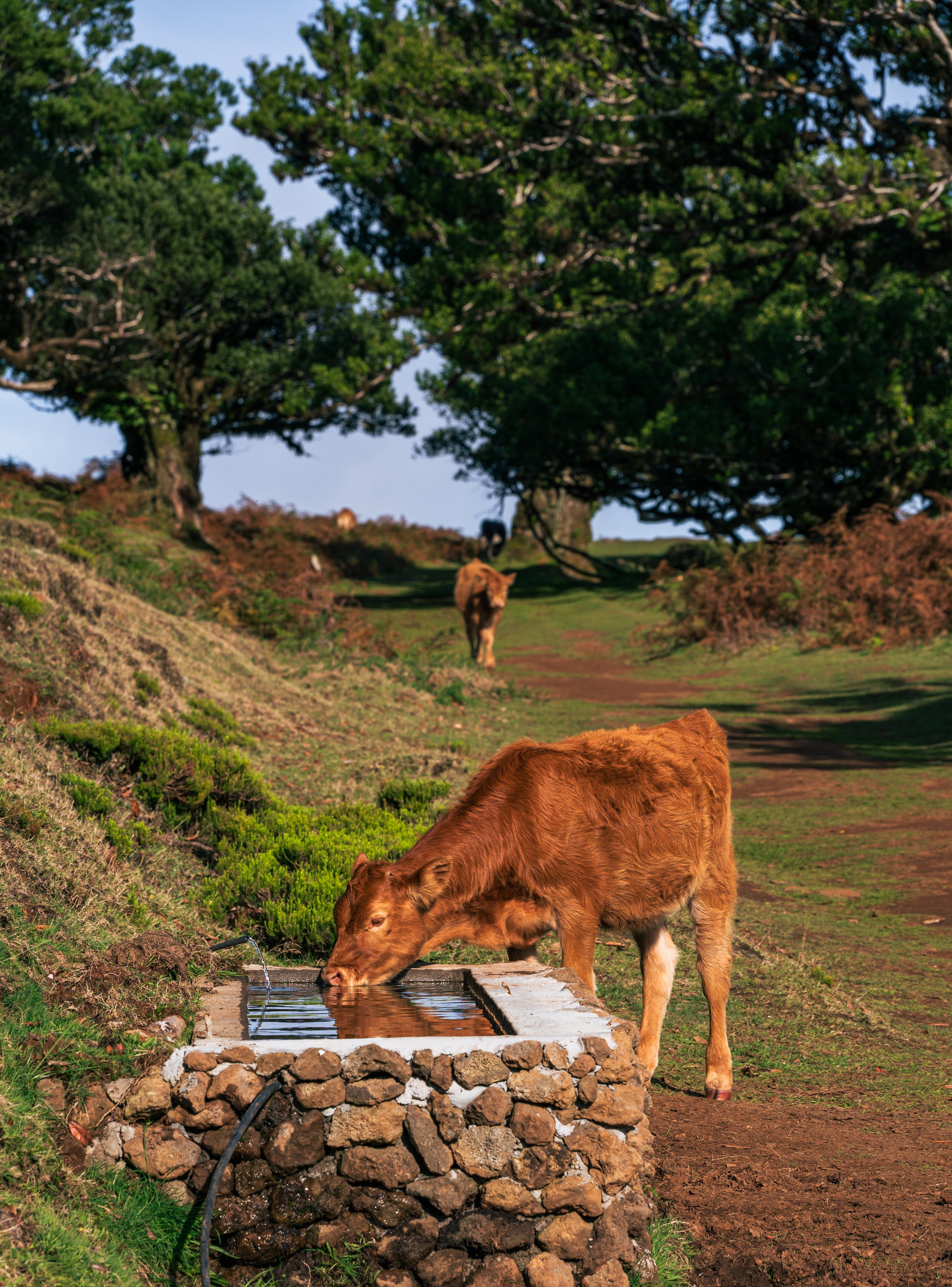 Cows at Fanal