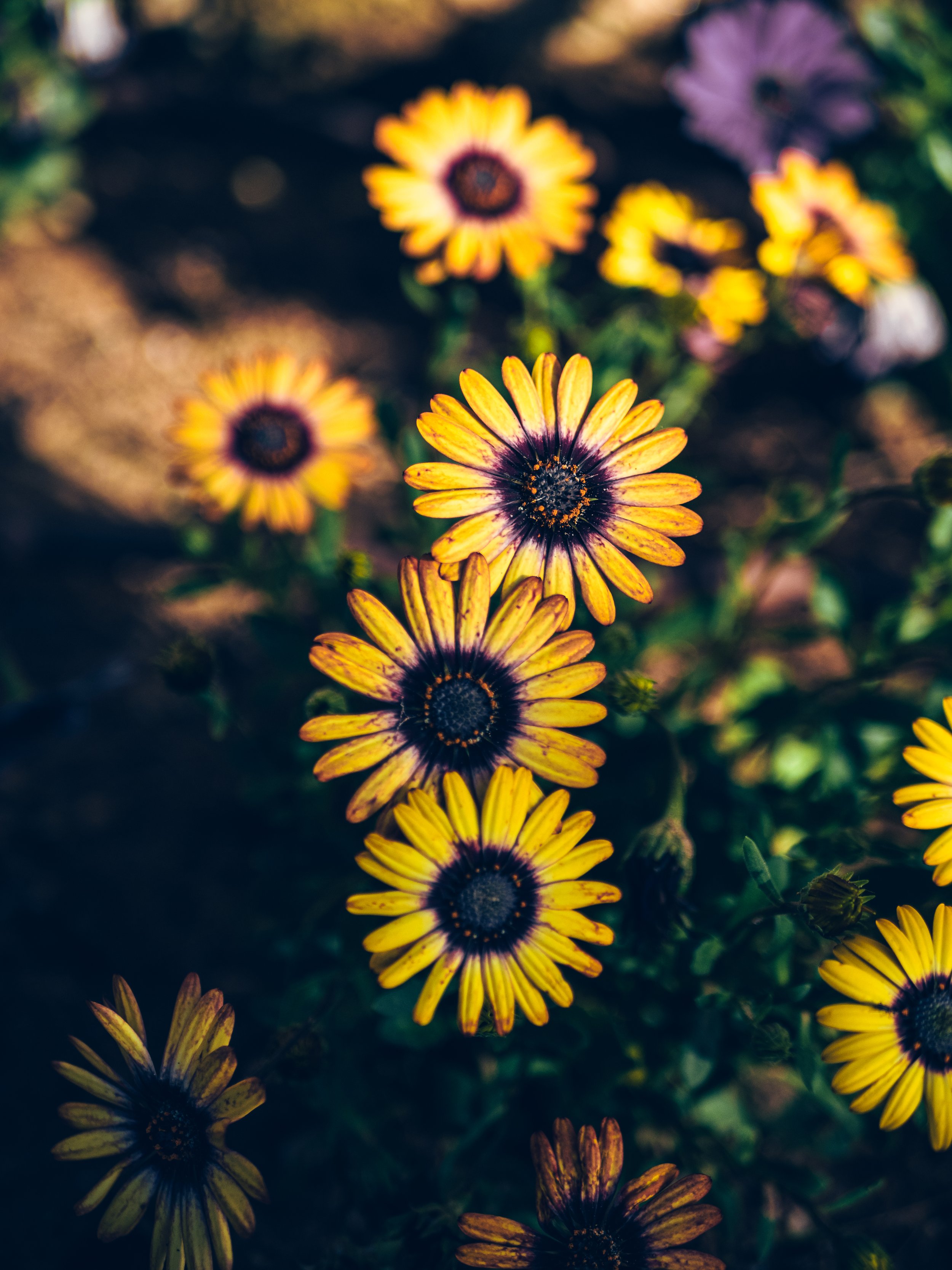 Flower at Ronda's park