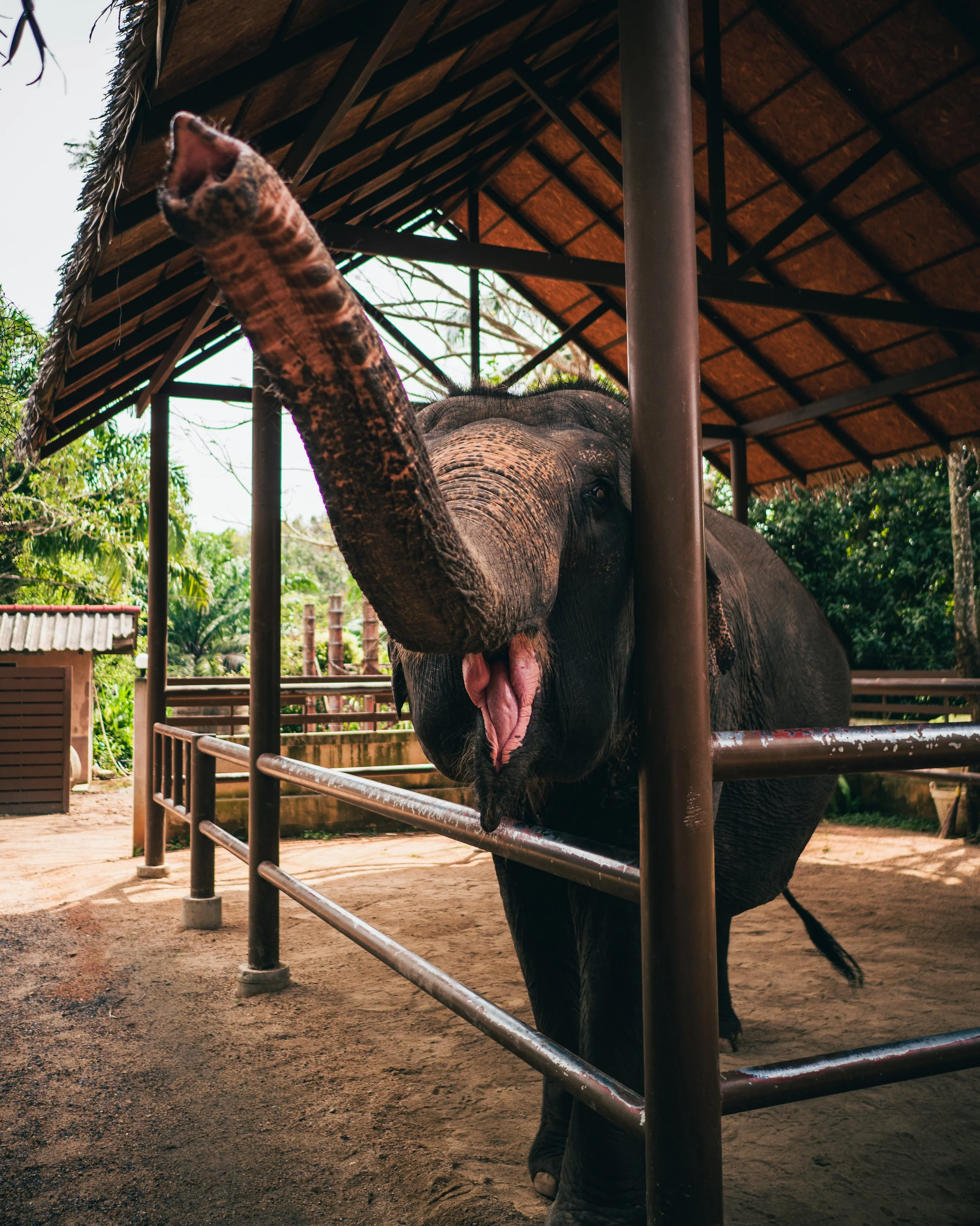 Elephant sanctuary at Hua Thanon