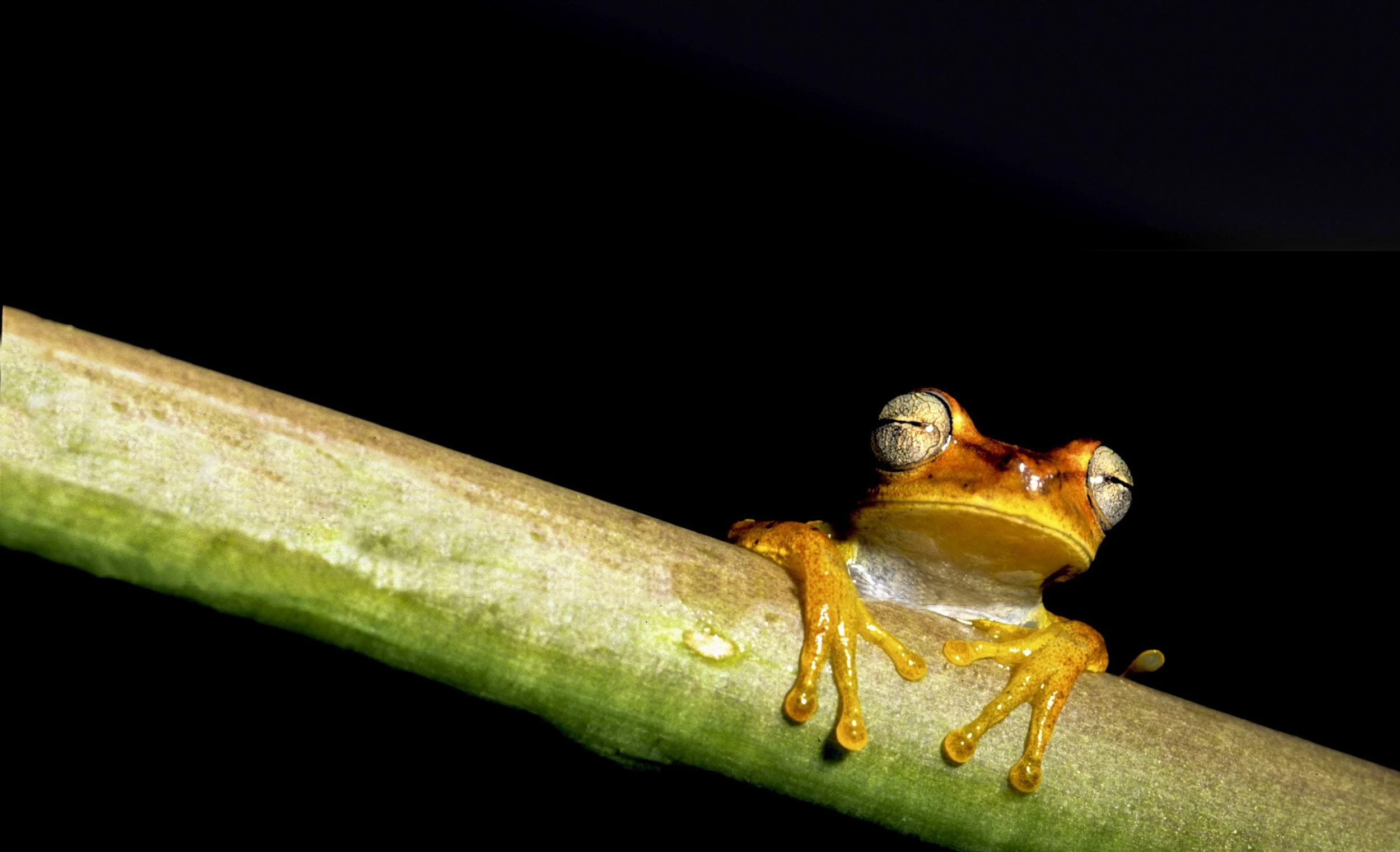 TAMBOPATA BY NIGHT-347.jpg
