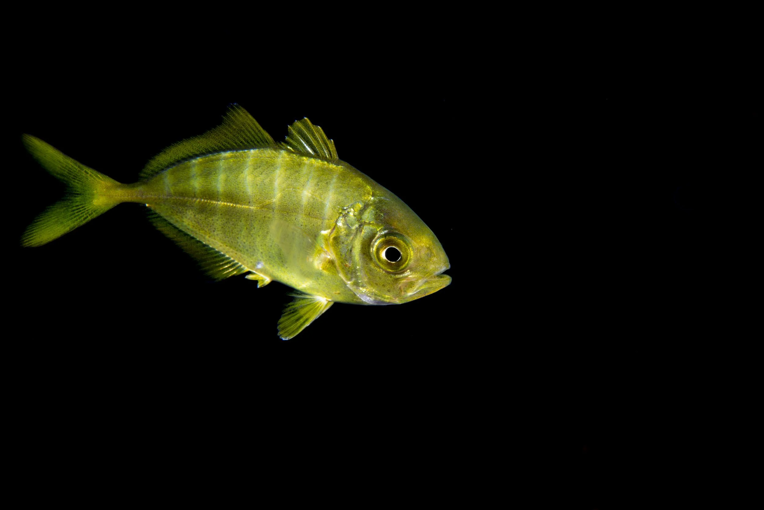 _BSP7153.jpg