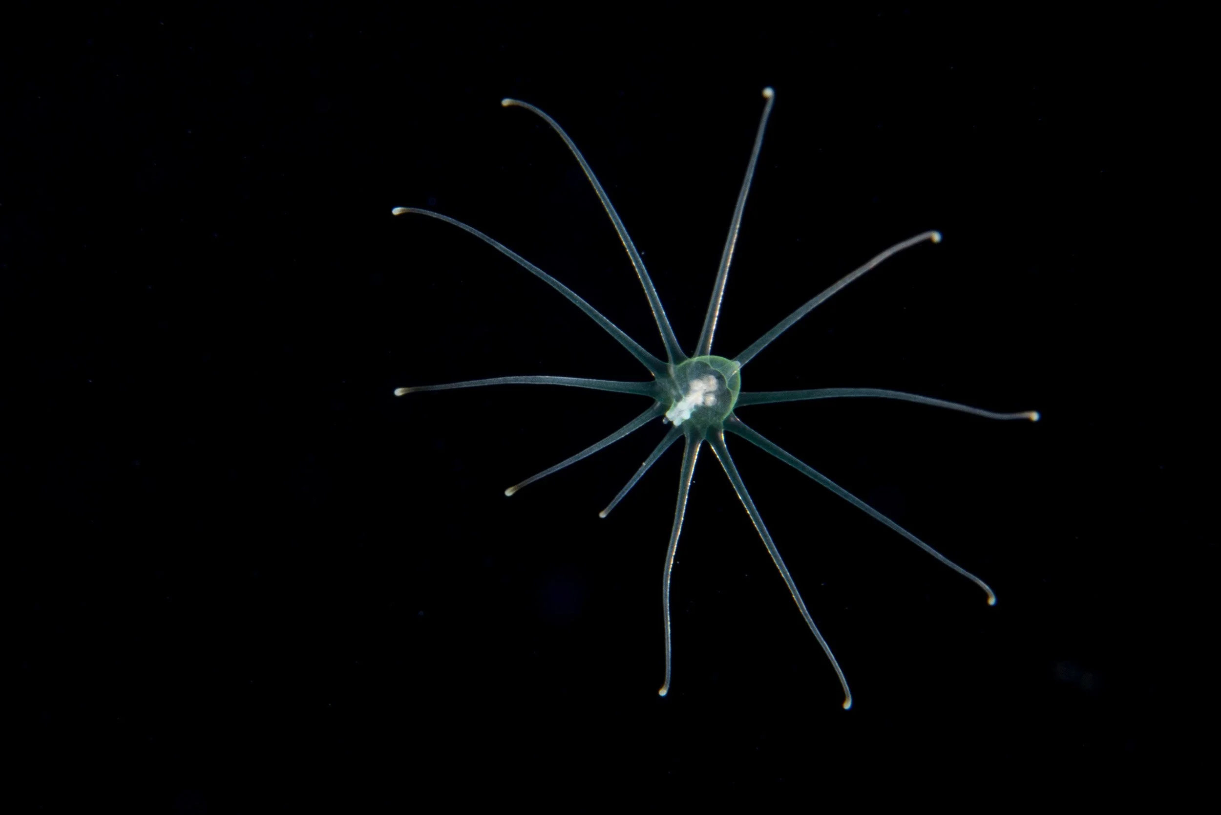 _BSP7447.jpg