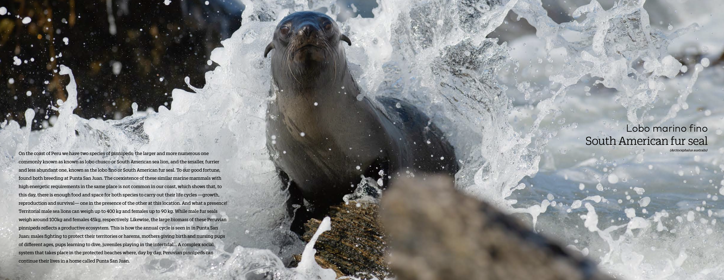 Captura de pantalla 2024-04-21 a las 1.44.23 p. m..png