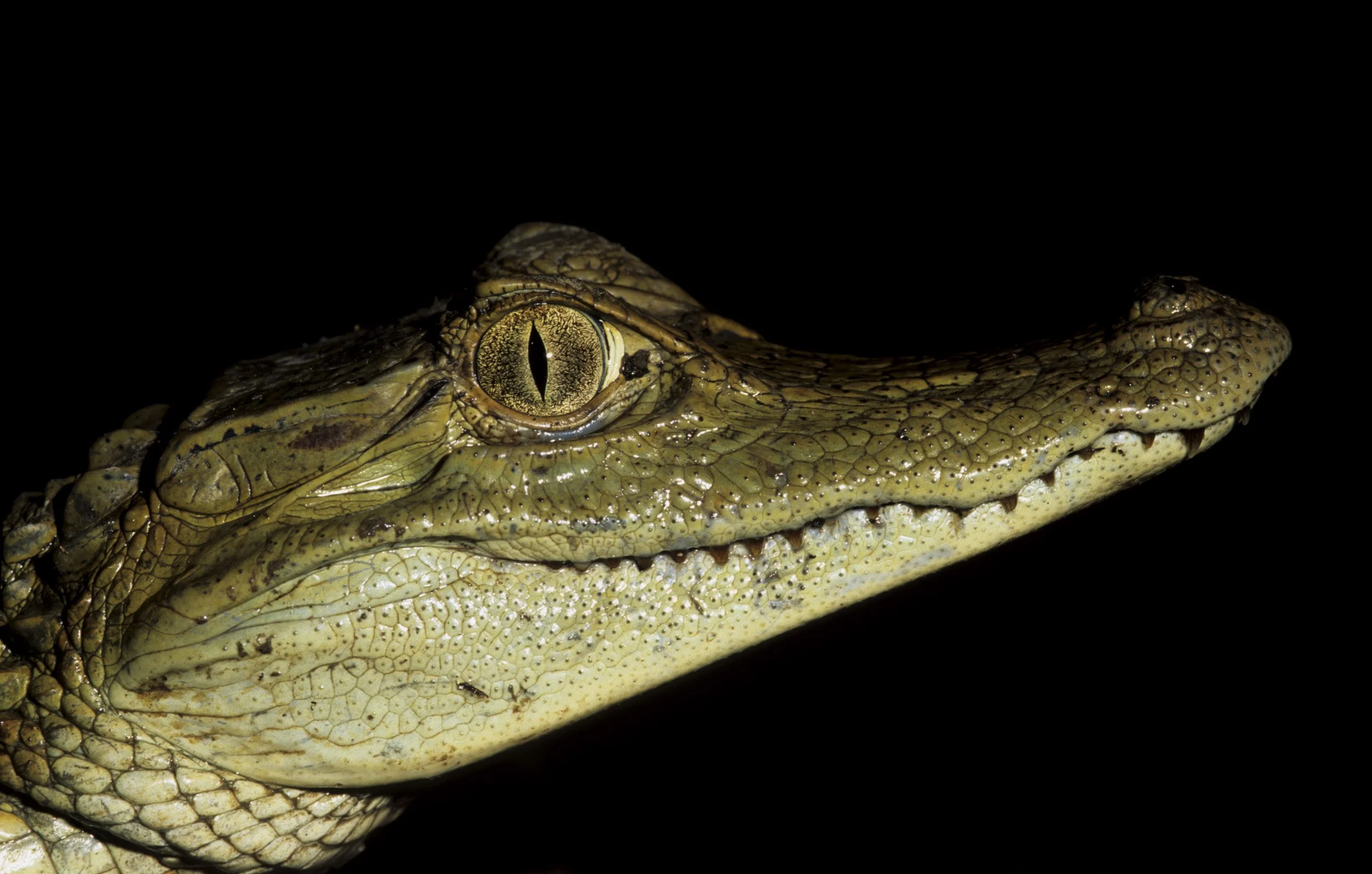 TAMBOPATA BY NIGHT-330.jpg