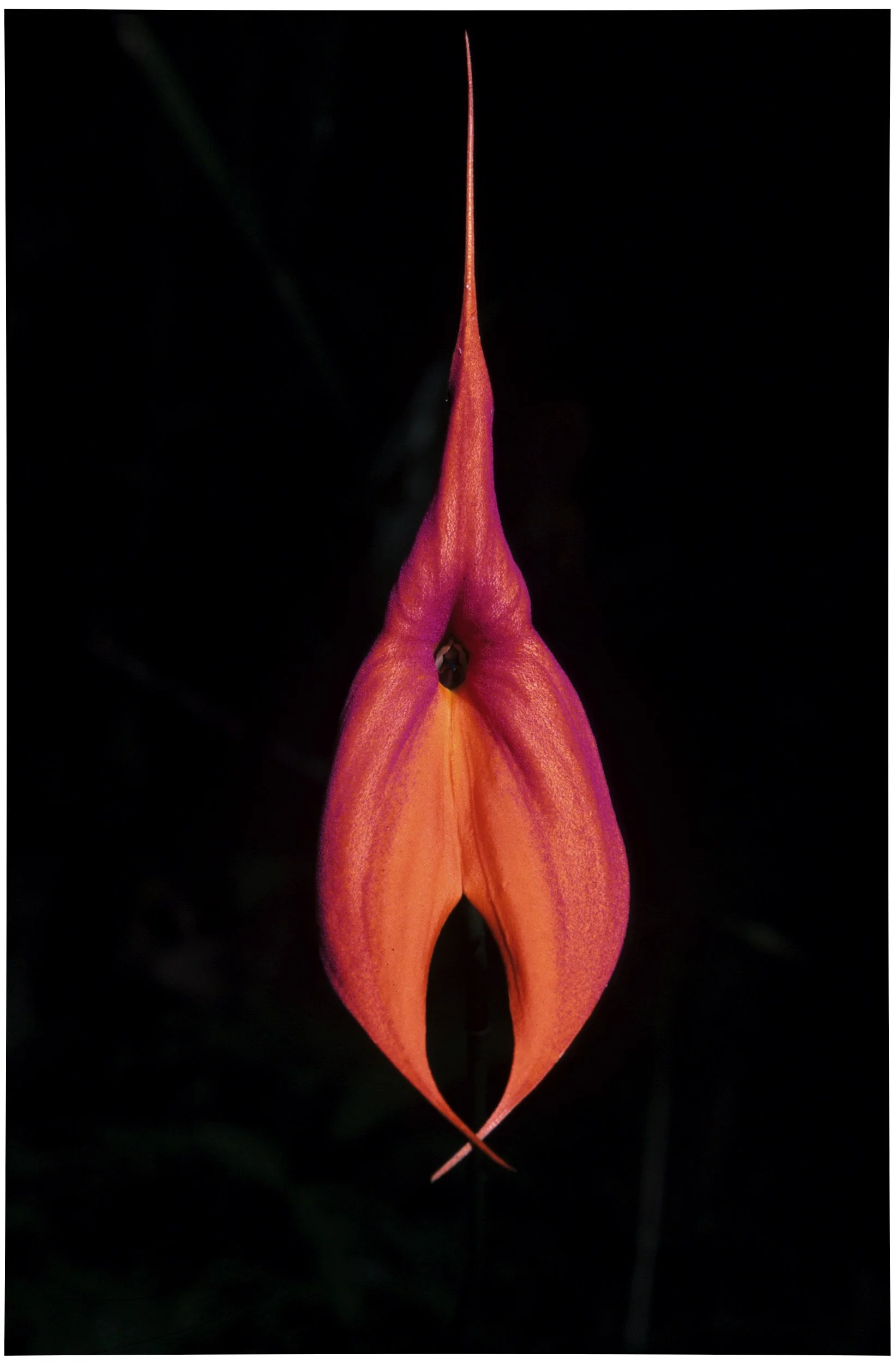 TAMBOPATA BY NIGHT-310.jpg