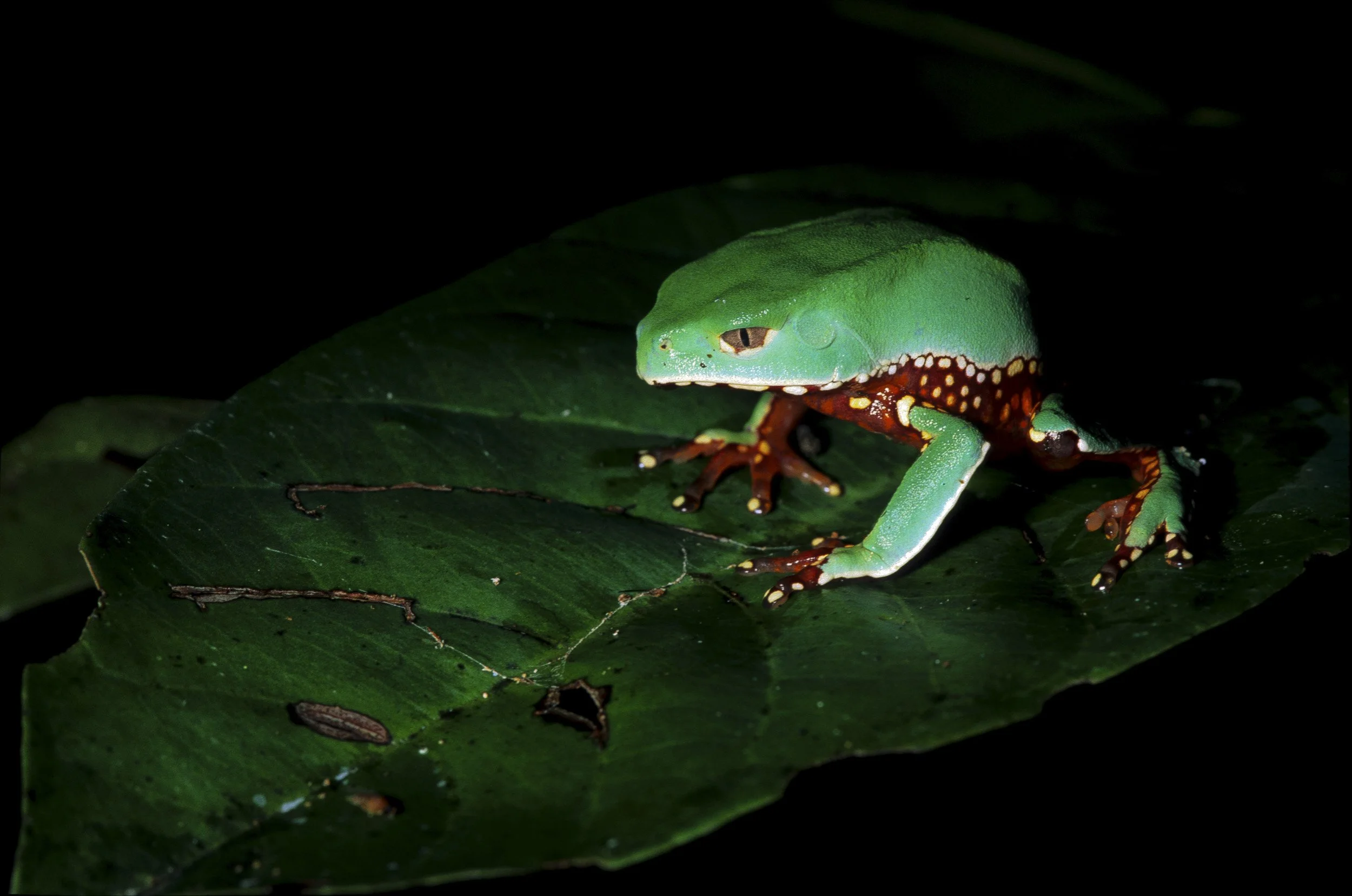 TAMBOPATA BY NIGHT-341.jpg