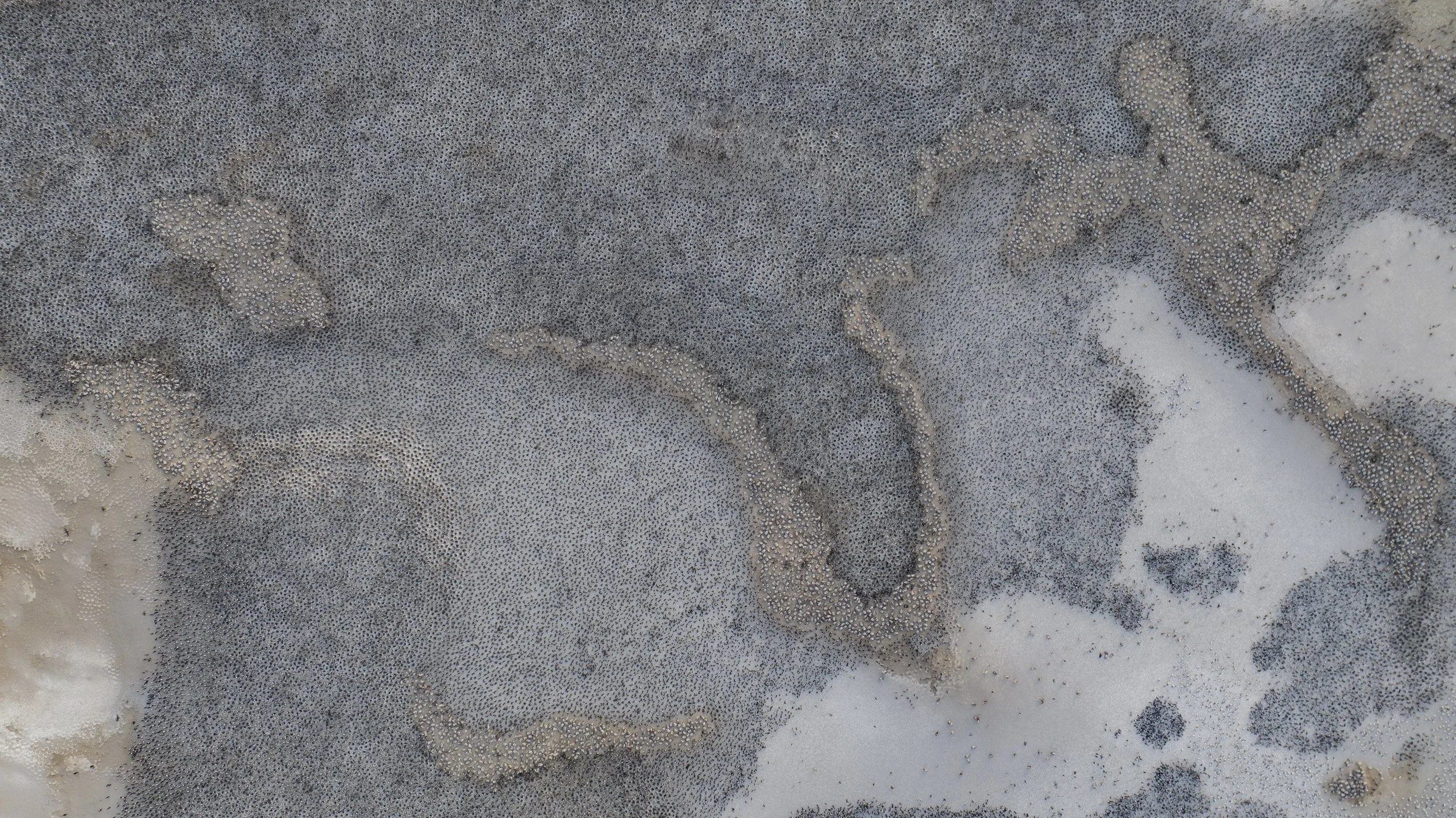 DJI_0528.jpg