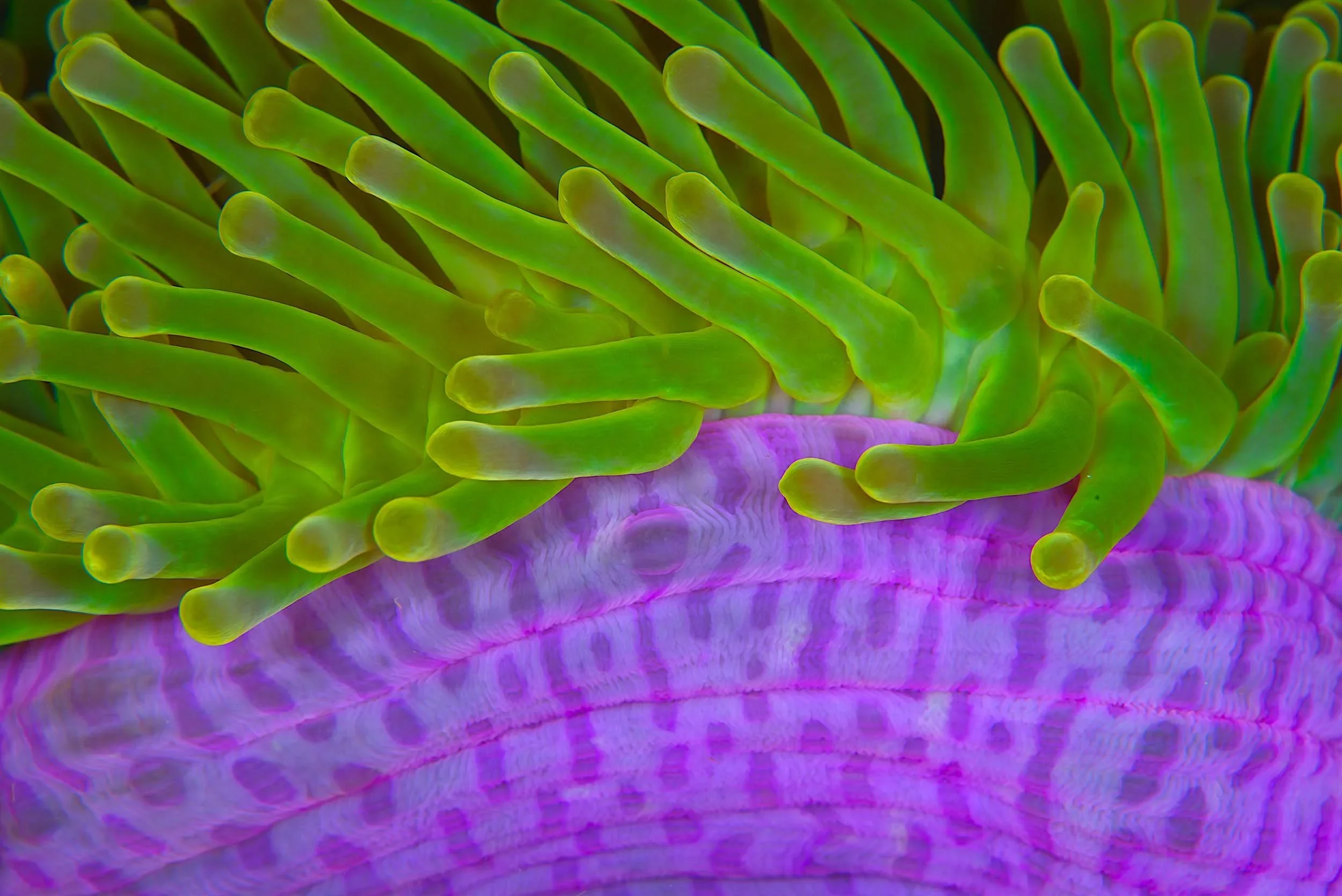 CORALREEF23.jpg.webp