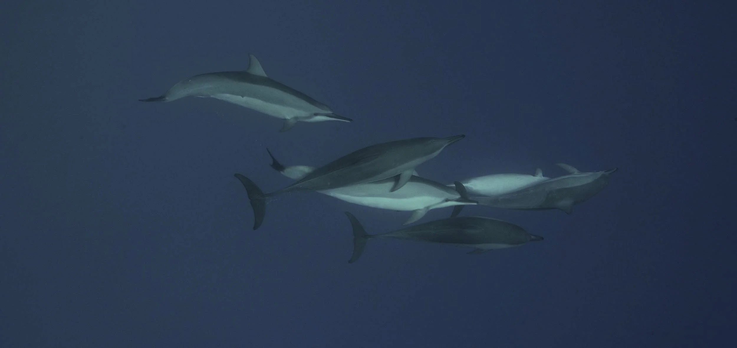 OPENOCEANS09.jpg