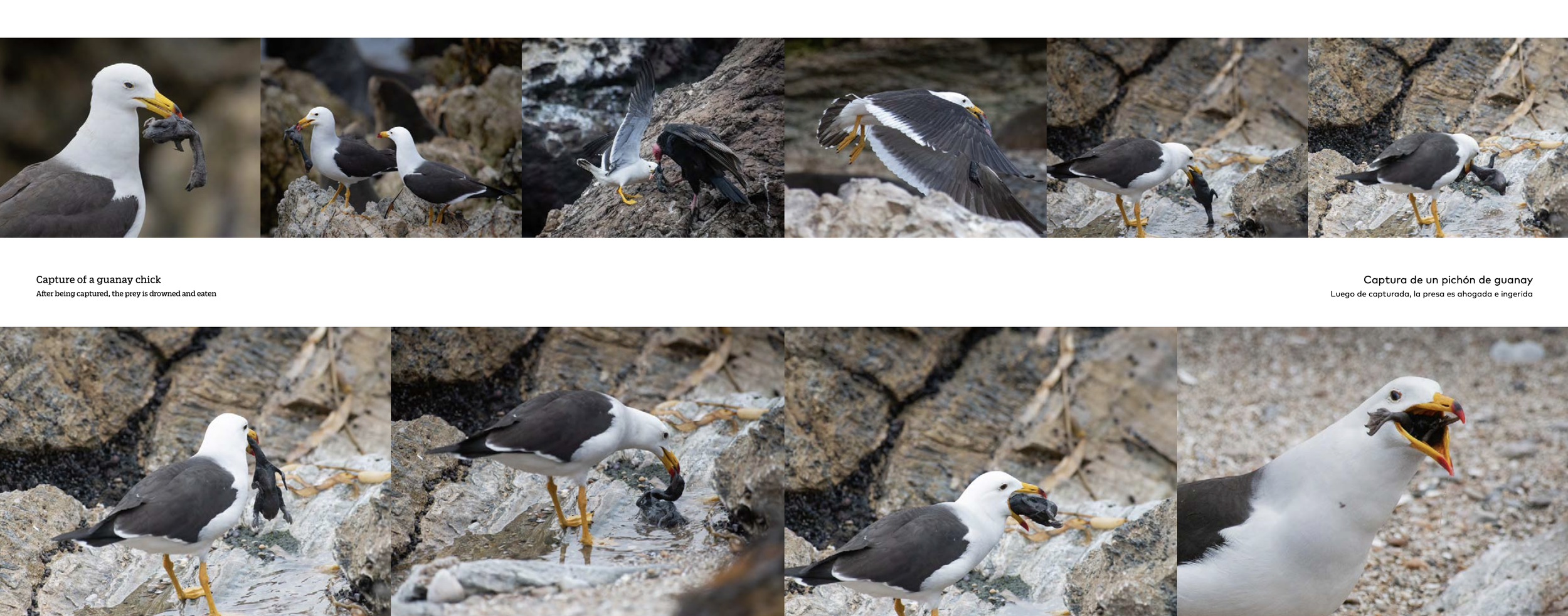 Captura de pantalla 2024-04-21 a las 1.44.08 p. m..png