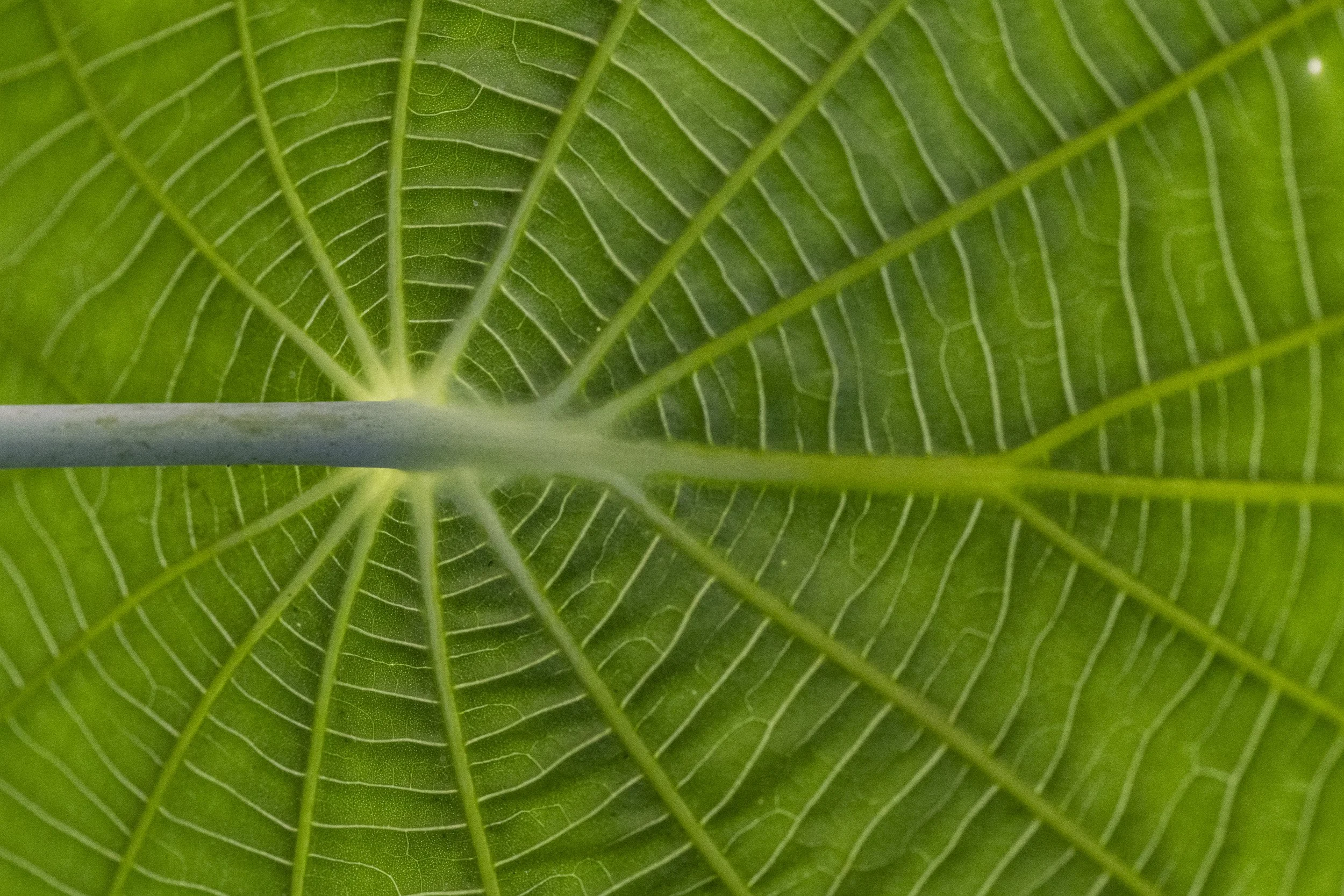 BSP_5596.jpg