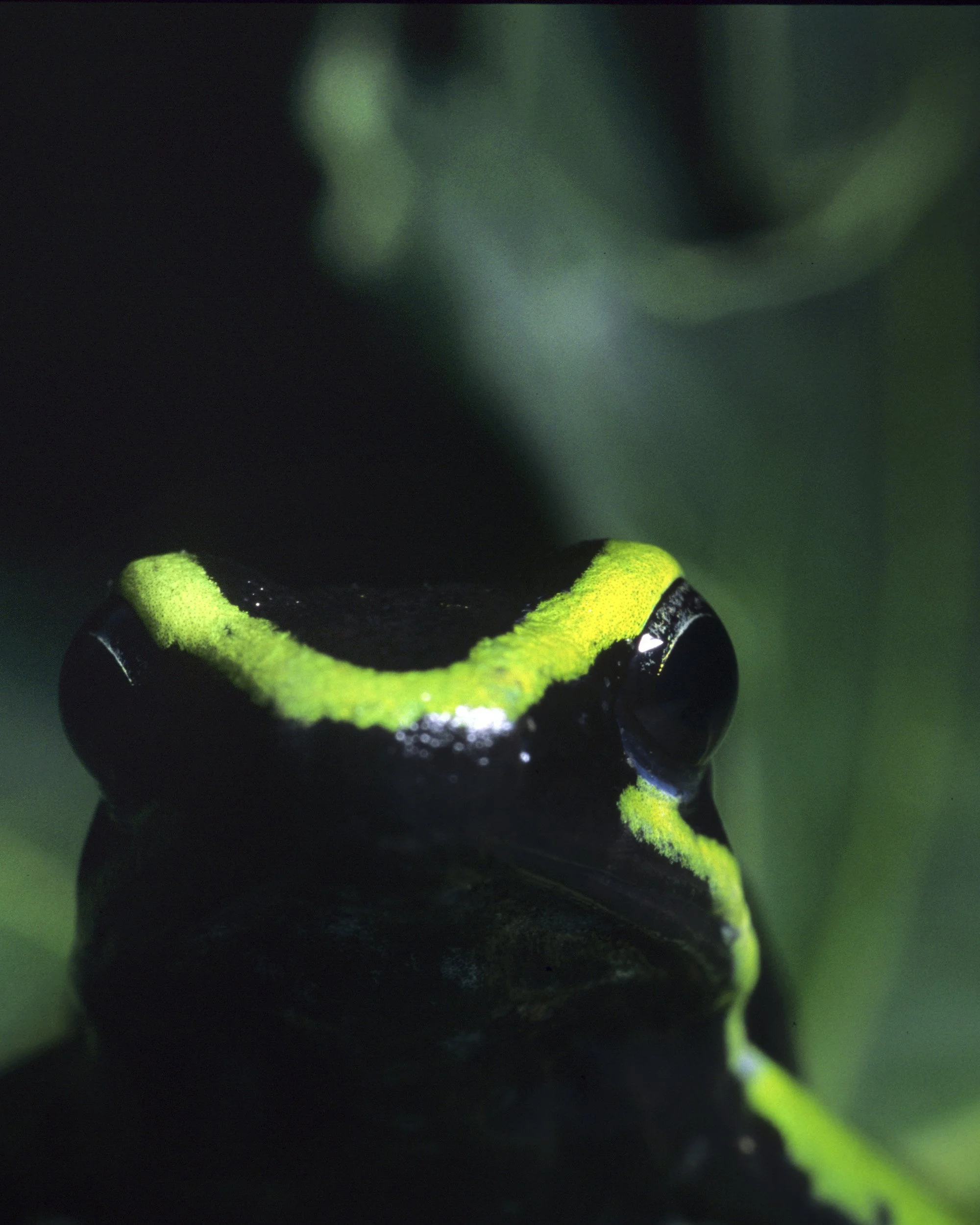 TAMBOPATA BY NIGHT-302.jpg