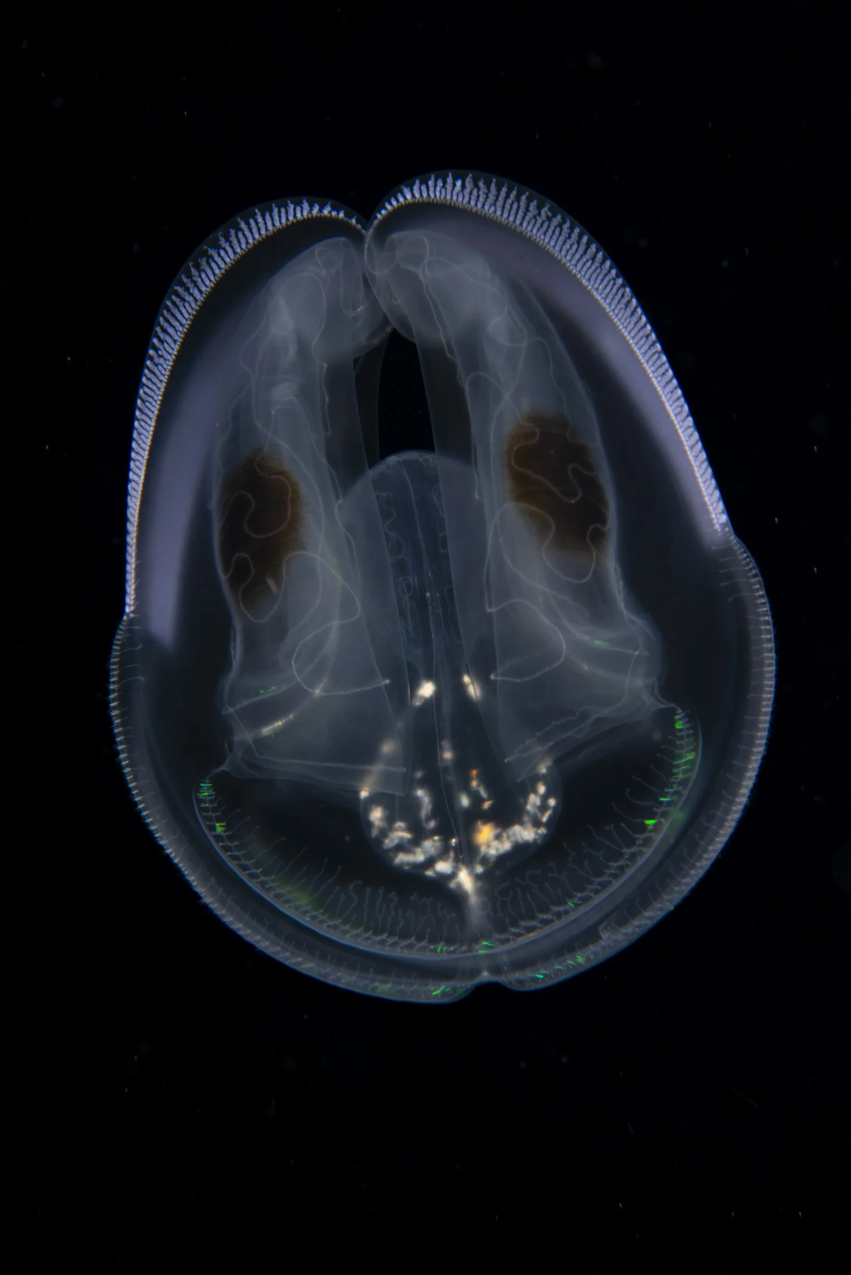 _BSP7131.jpg