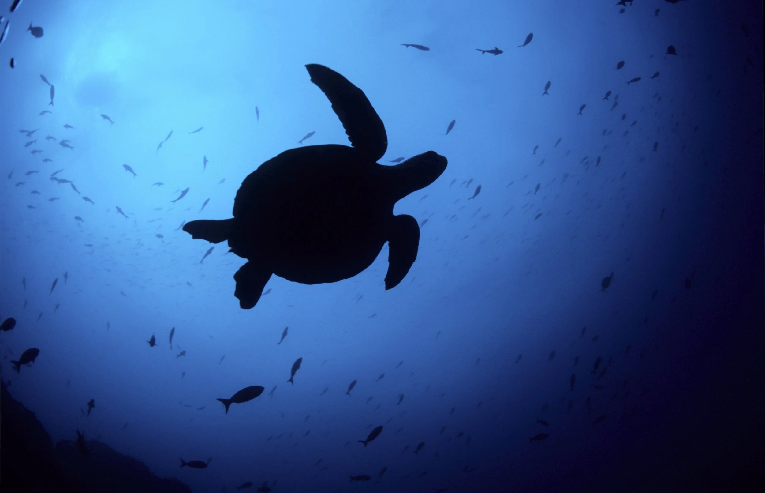 GALÁPAGOS-84.jpg