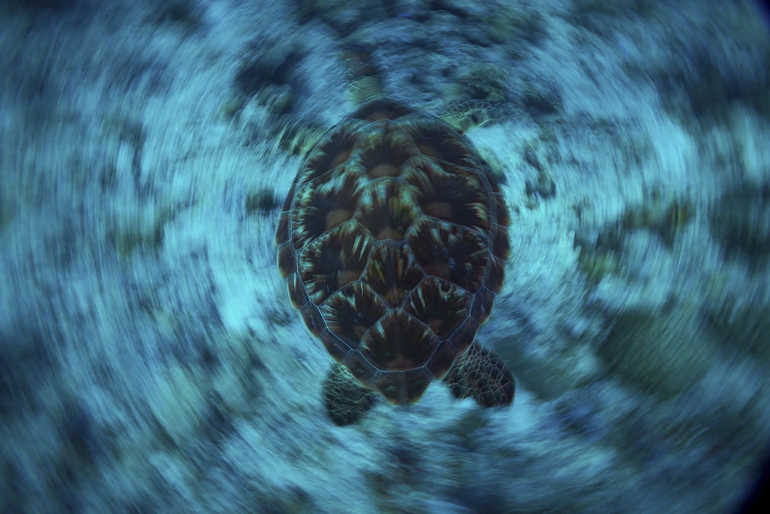 CORALREEF27.jpg
