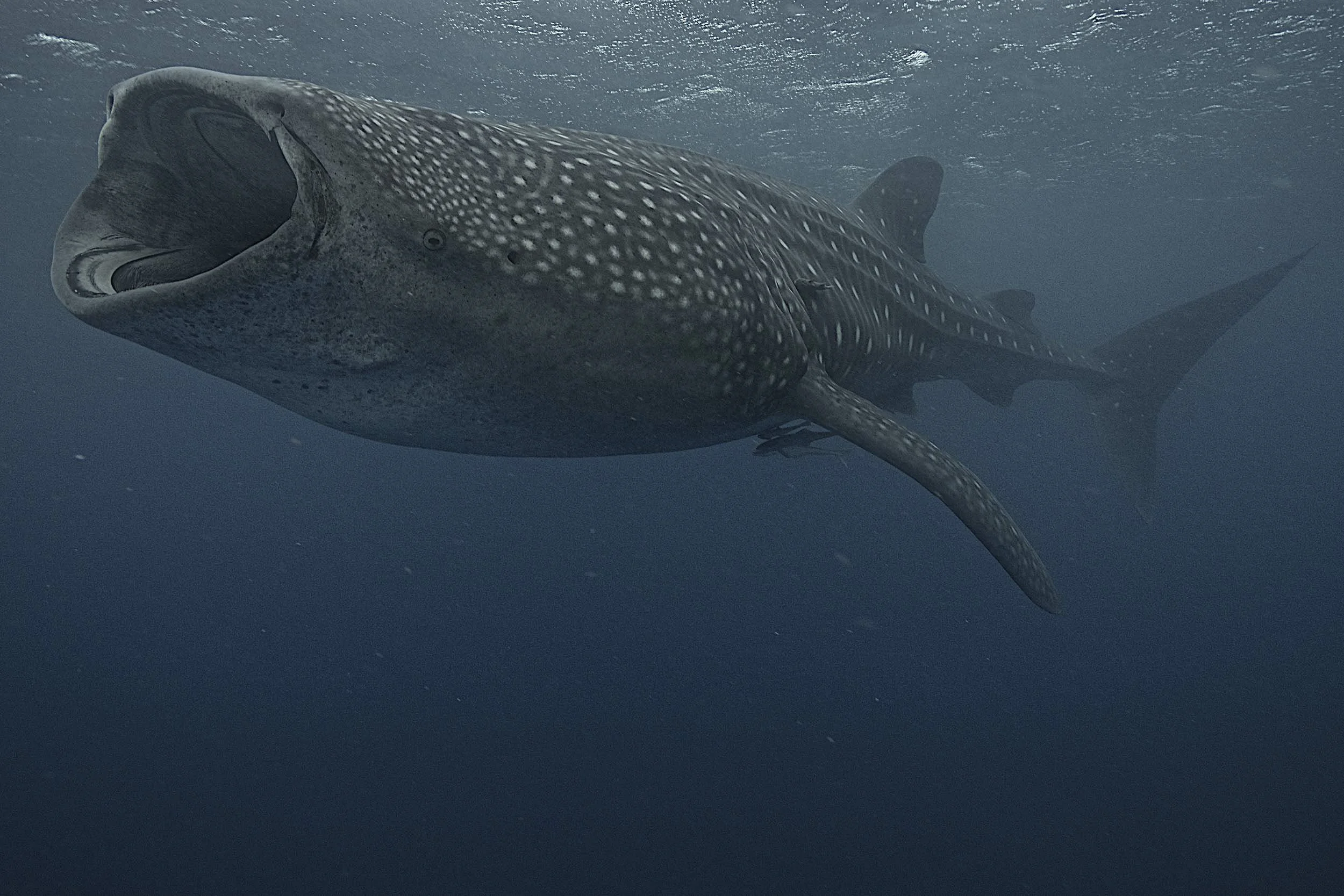 OPENOCEANS06.jpg