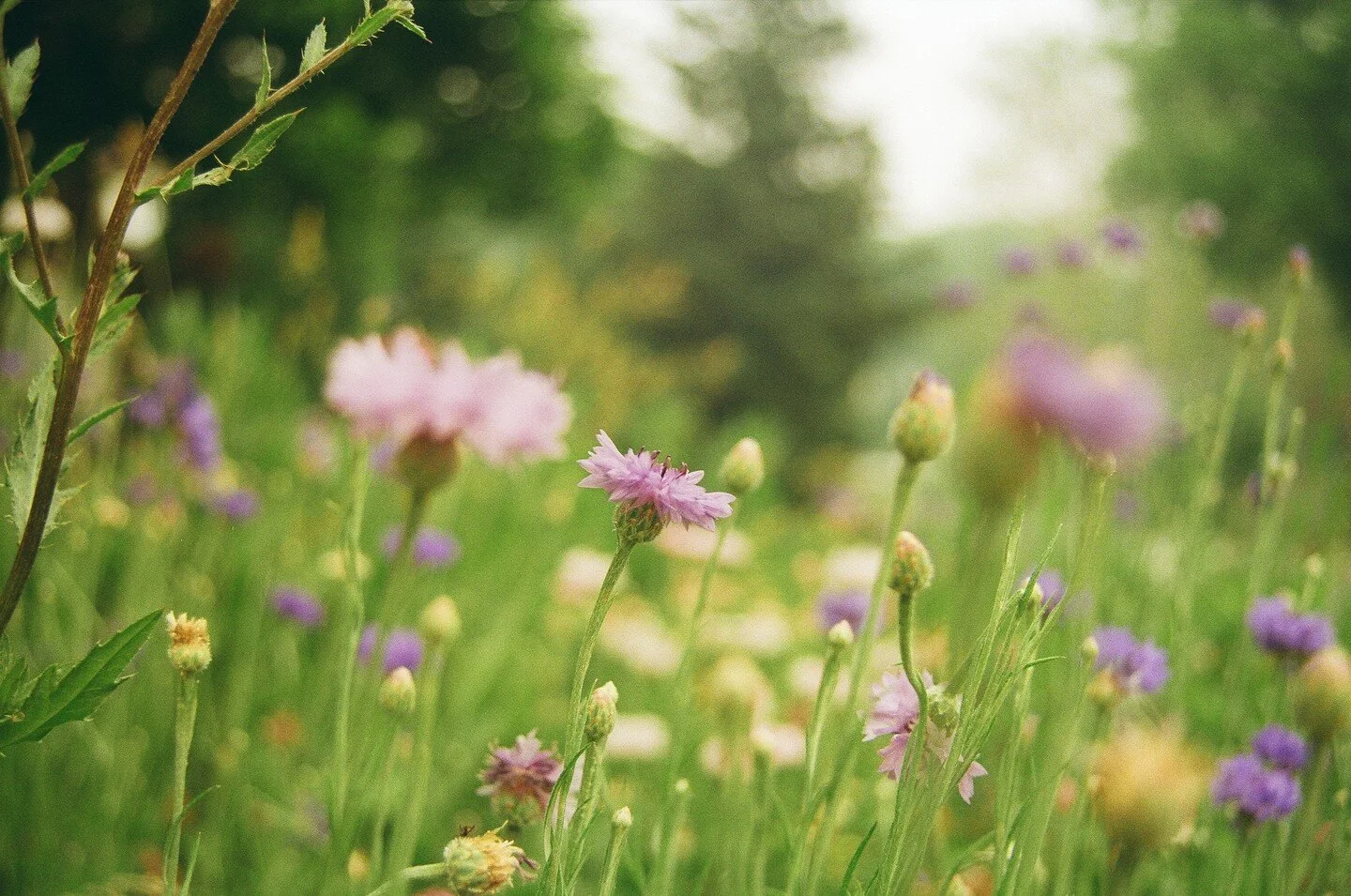Wildflowers in the smoky haze late last week.
.
.
.
#FilmIsNotDead #filmphoto #filmwave #buyfilmnotpixels #keepfilmalive #analogphotography #negativelabpro #portra400 #shotonfilm #kodakgold #pentaxspotmatic #35mm #keepfilmalive #ektar100 #pentaxk1 #k