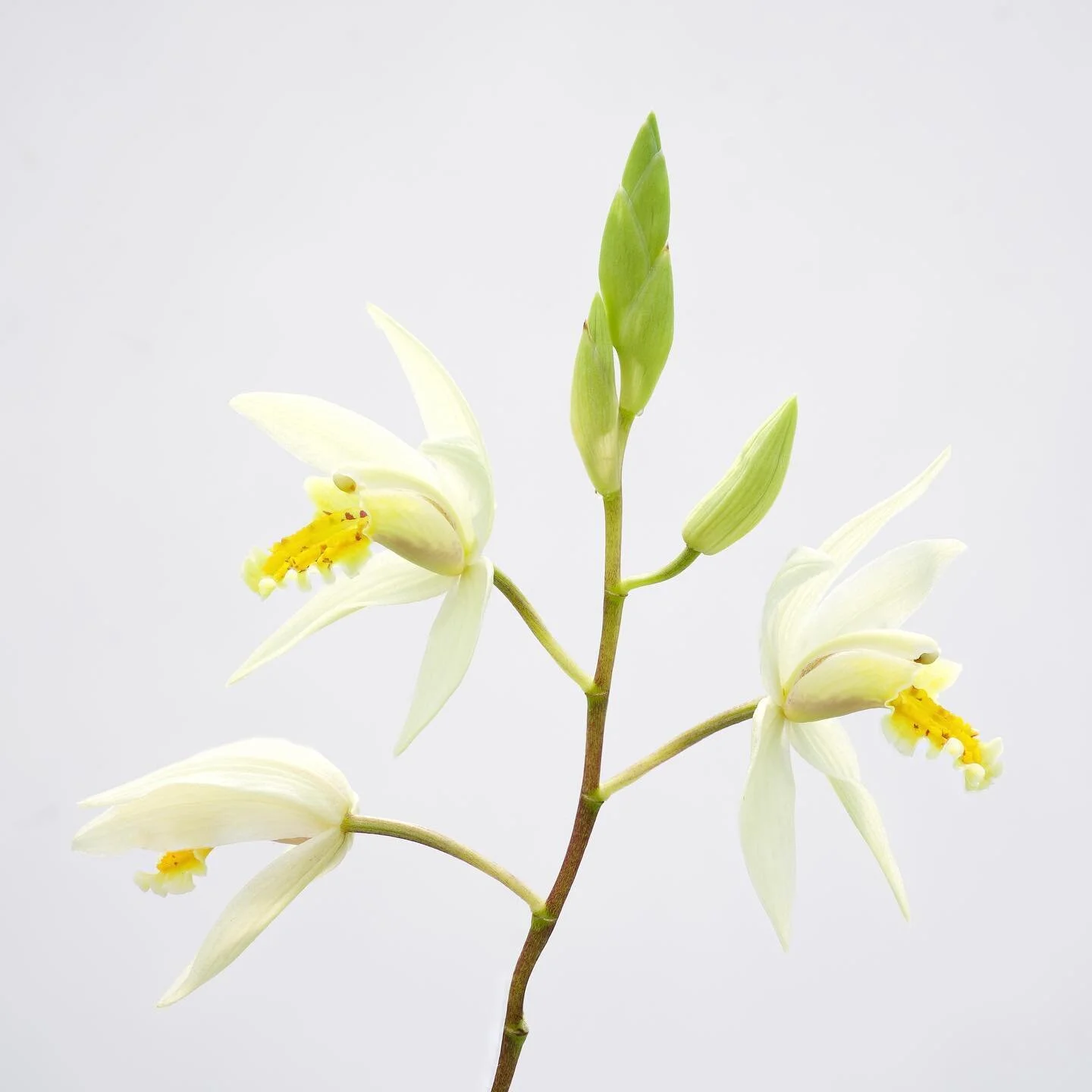 Little late on today&rsquo;s post, but these were part of a macro project last year for Longwood. These types of shots are fun to create but difficult, expensive, and very time consuming!
.
.
.
#macro #macrophotography #macroworld #macro_kings #natur