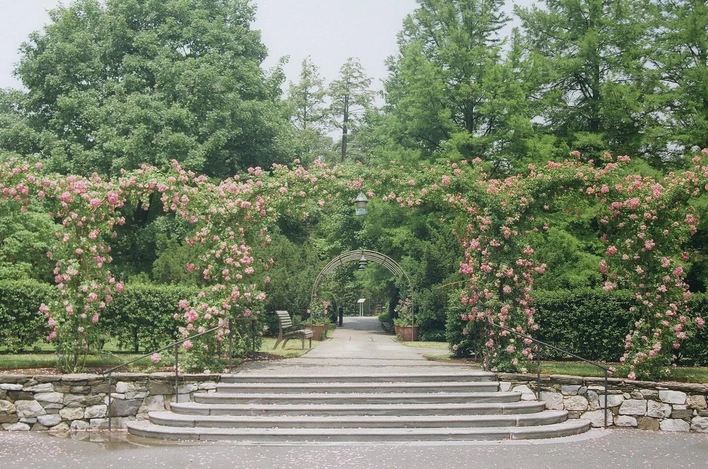 Longwood&rsquo;s rose arbor in its full splendor! The fallen petals are nature&rsquo;s confetti for my birthday today - celebrating number 25!
.
Shot on @fujifilmx_us Superia 200 with @pentax.jp K1000.